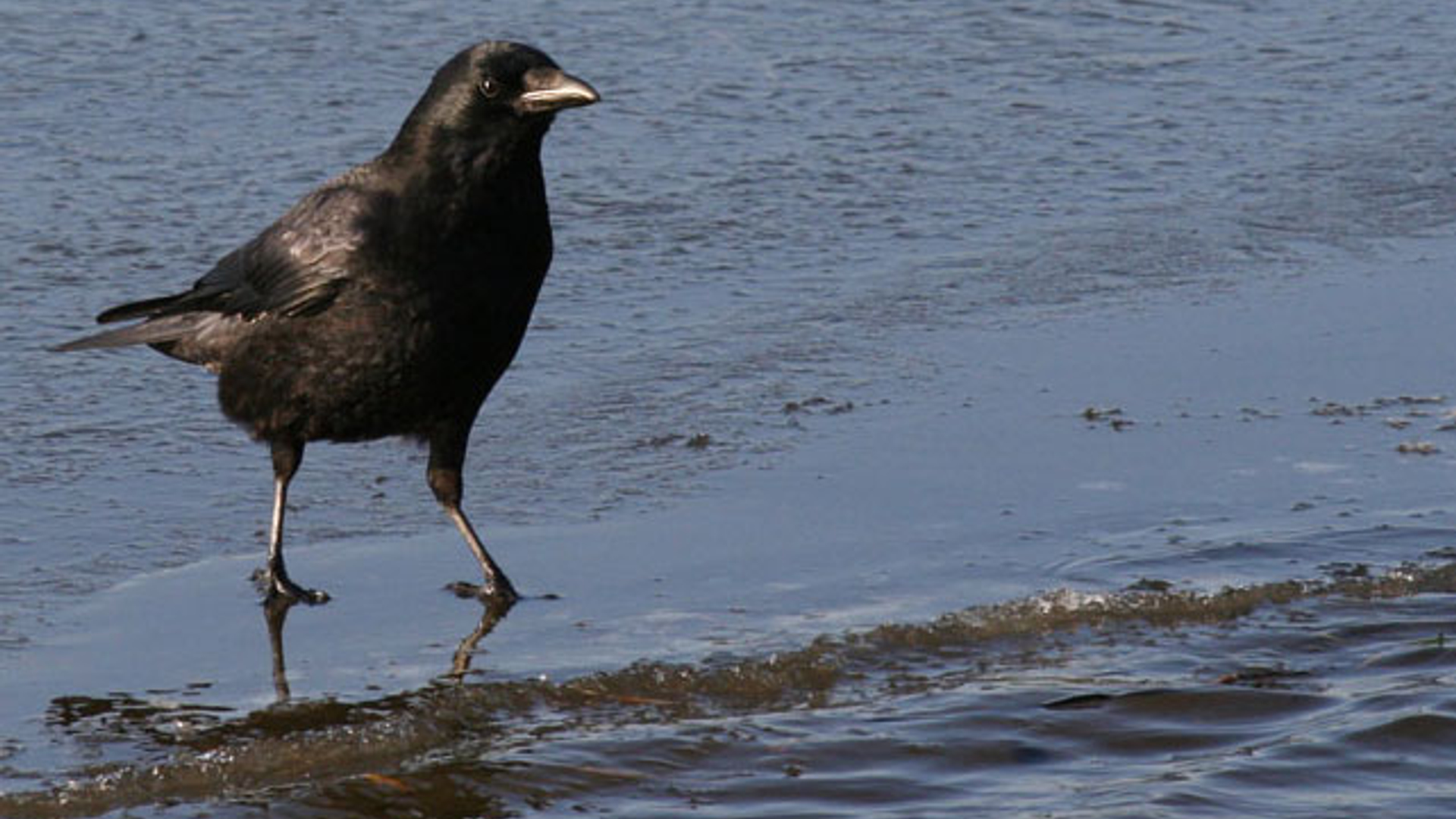 kraaiopijs.jpg