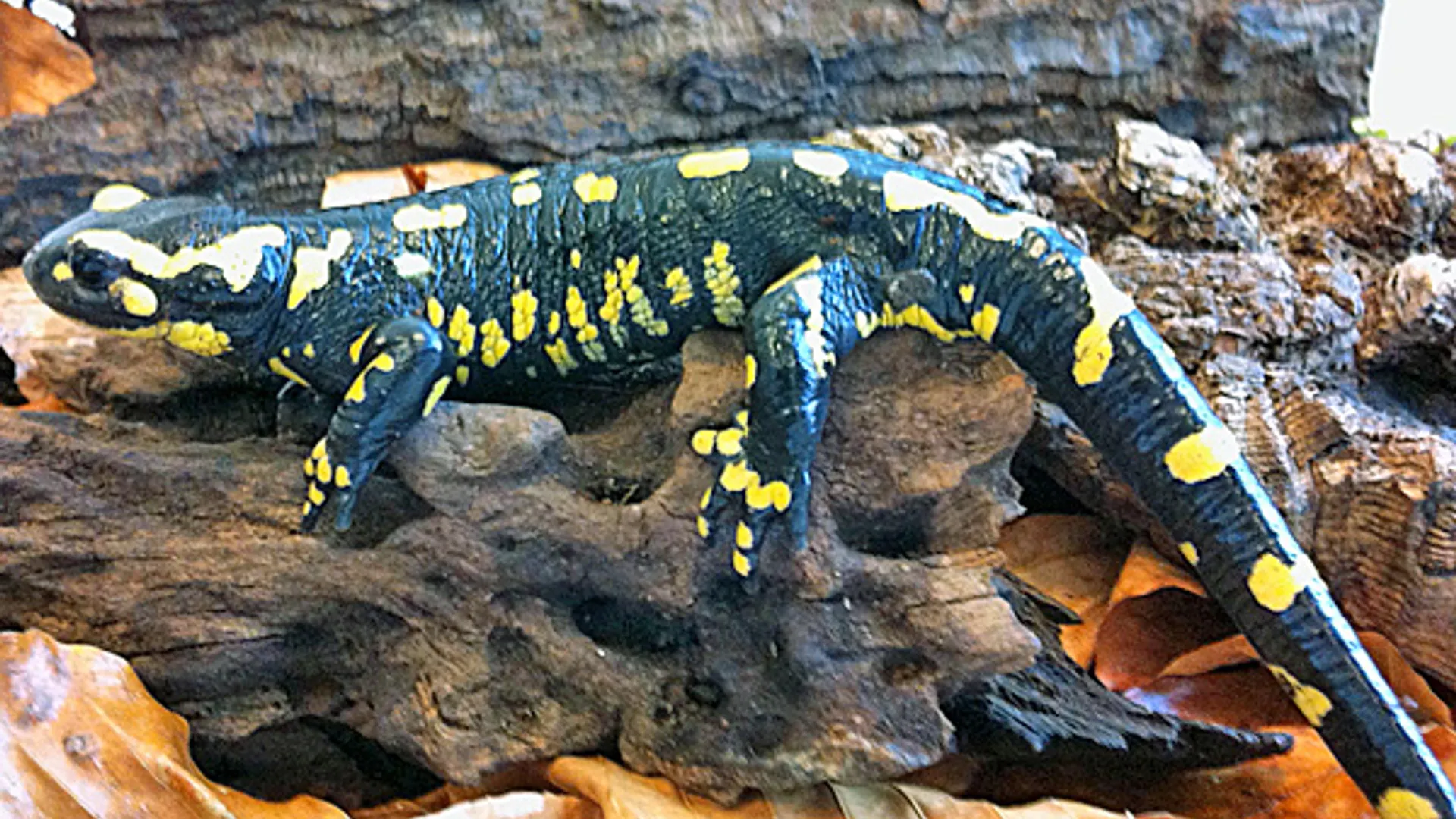 vuursalamander_03.jpg