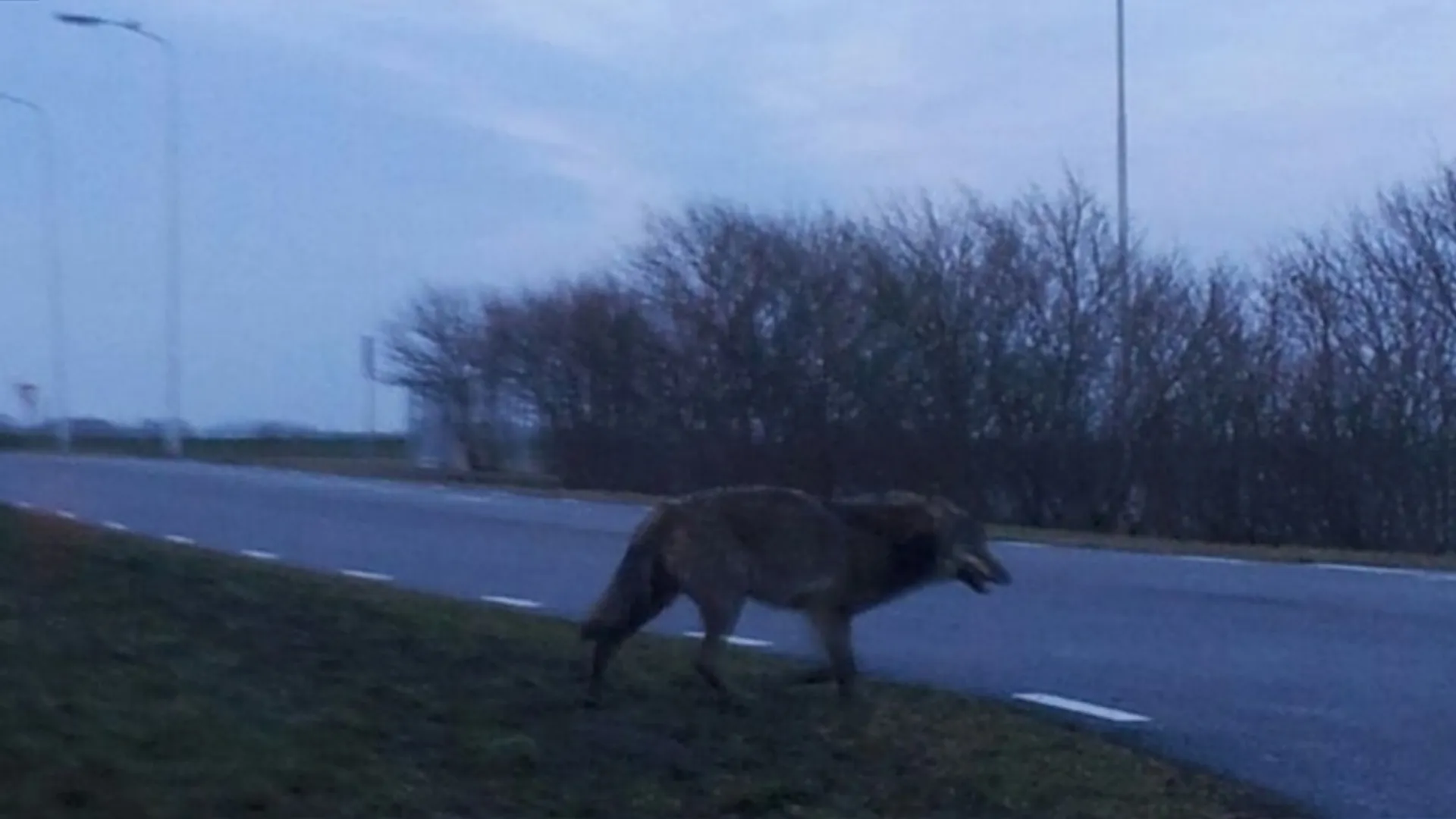 WOLF_Eemshaven2_RobertDeen.jpg