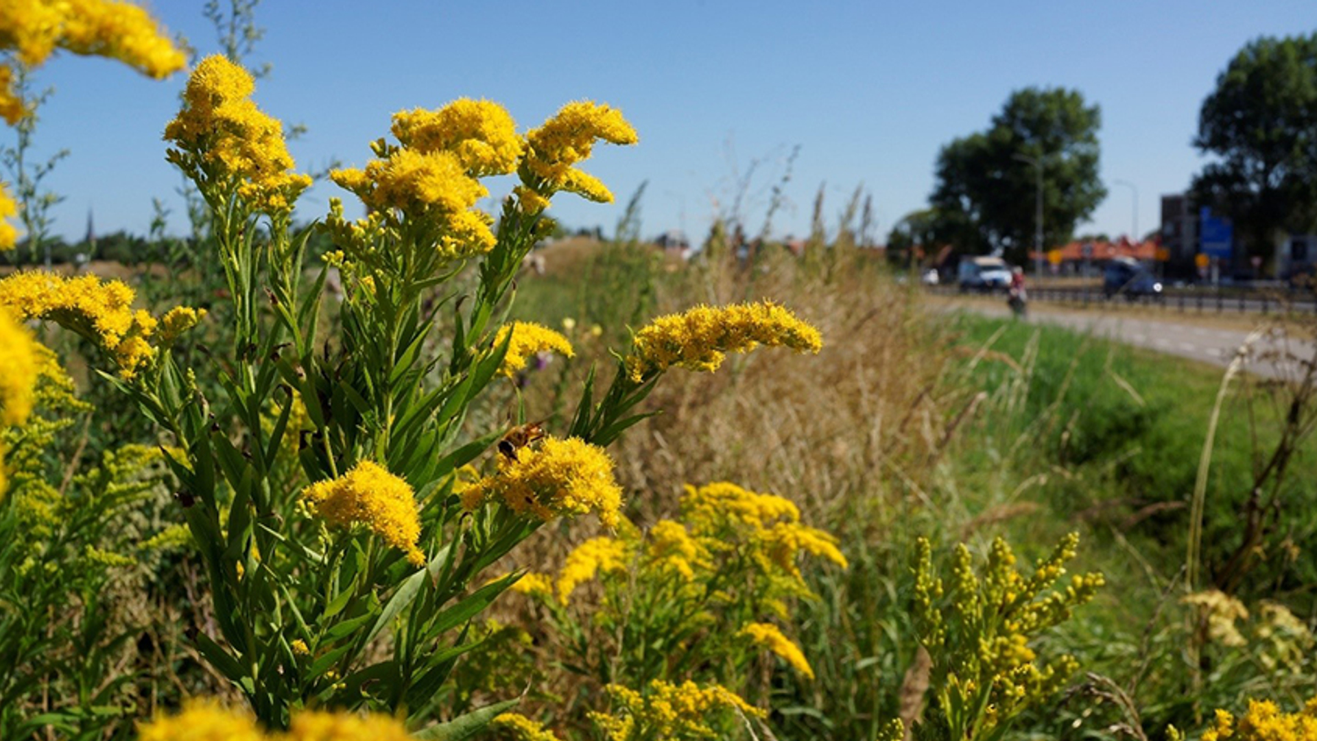 berm_provincieZuid-Holland