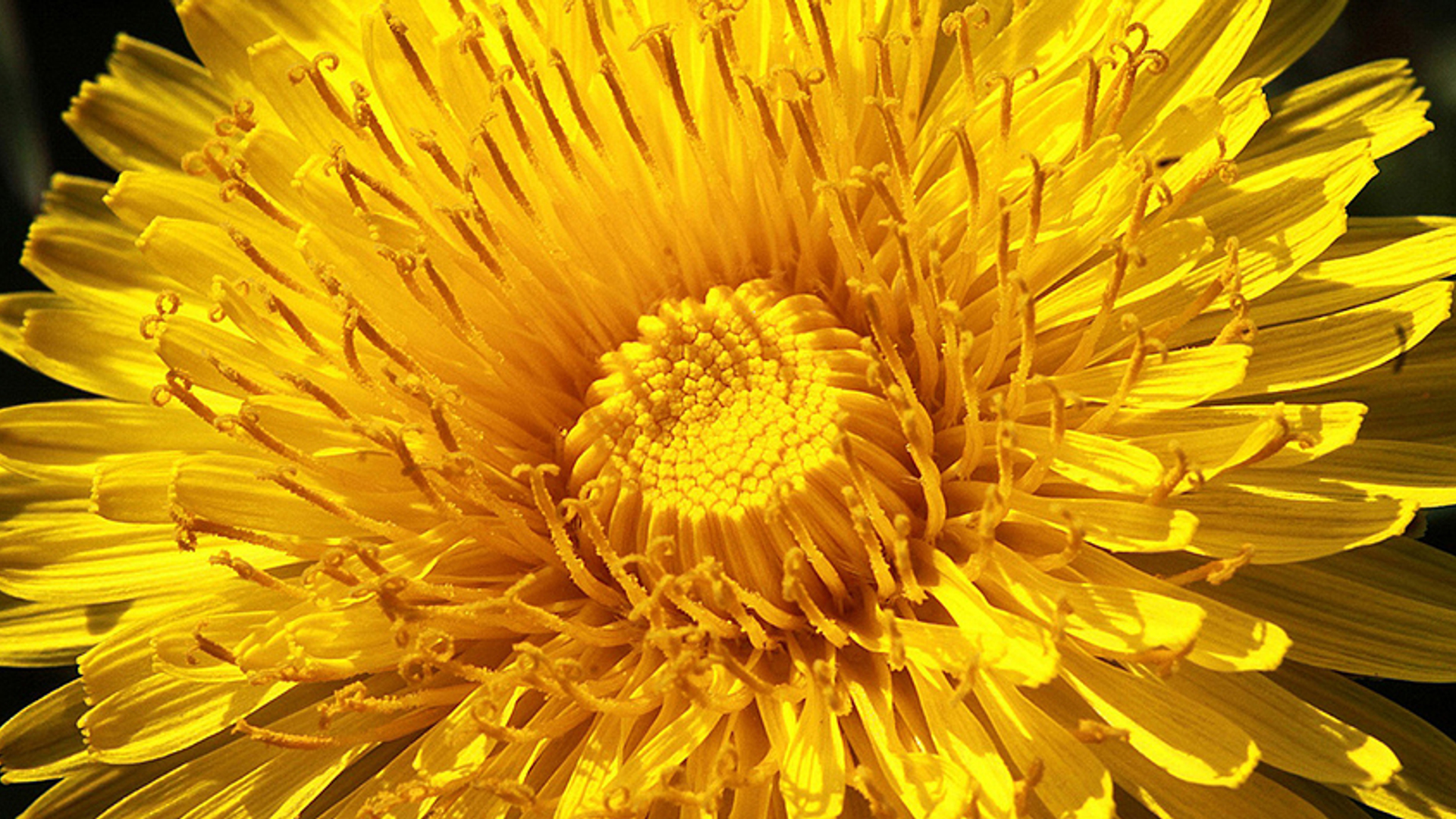 Paardenbloem