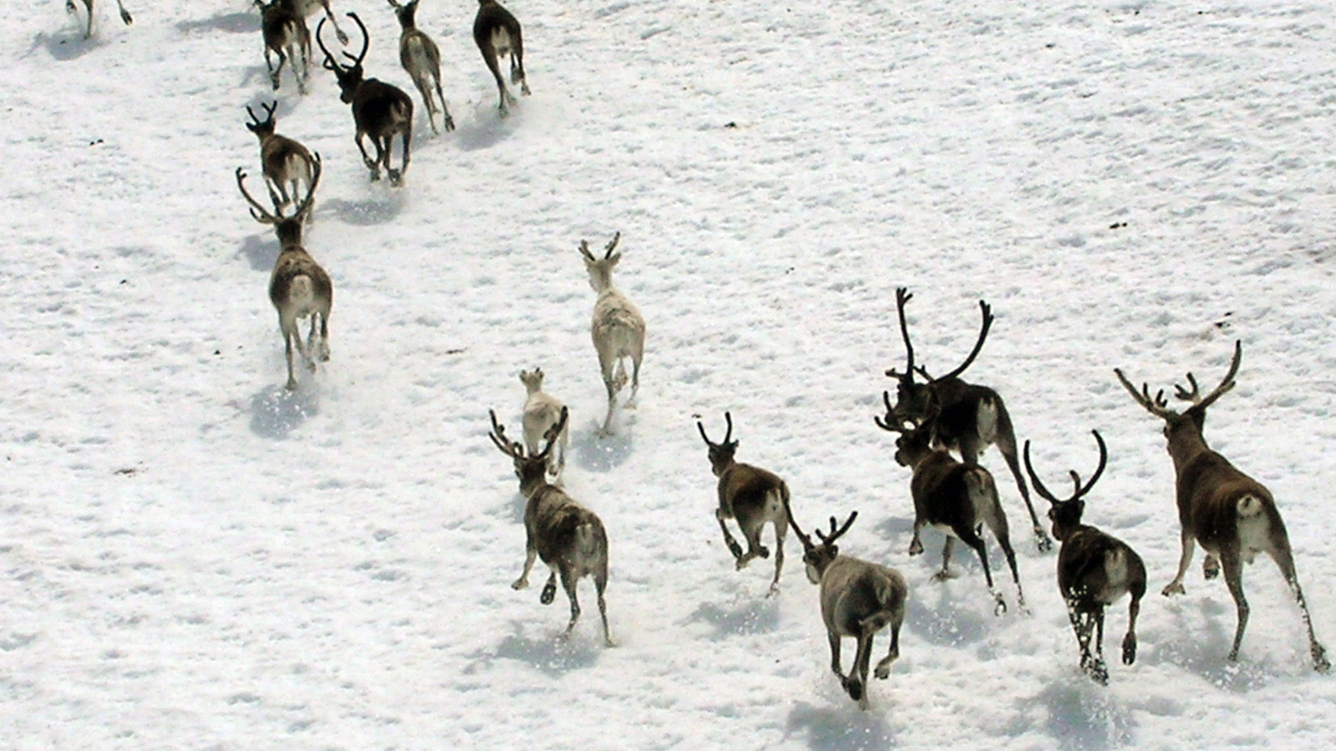 Reindeer.jpg