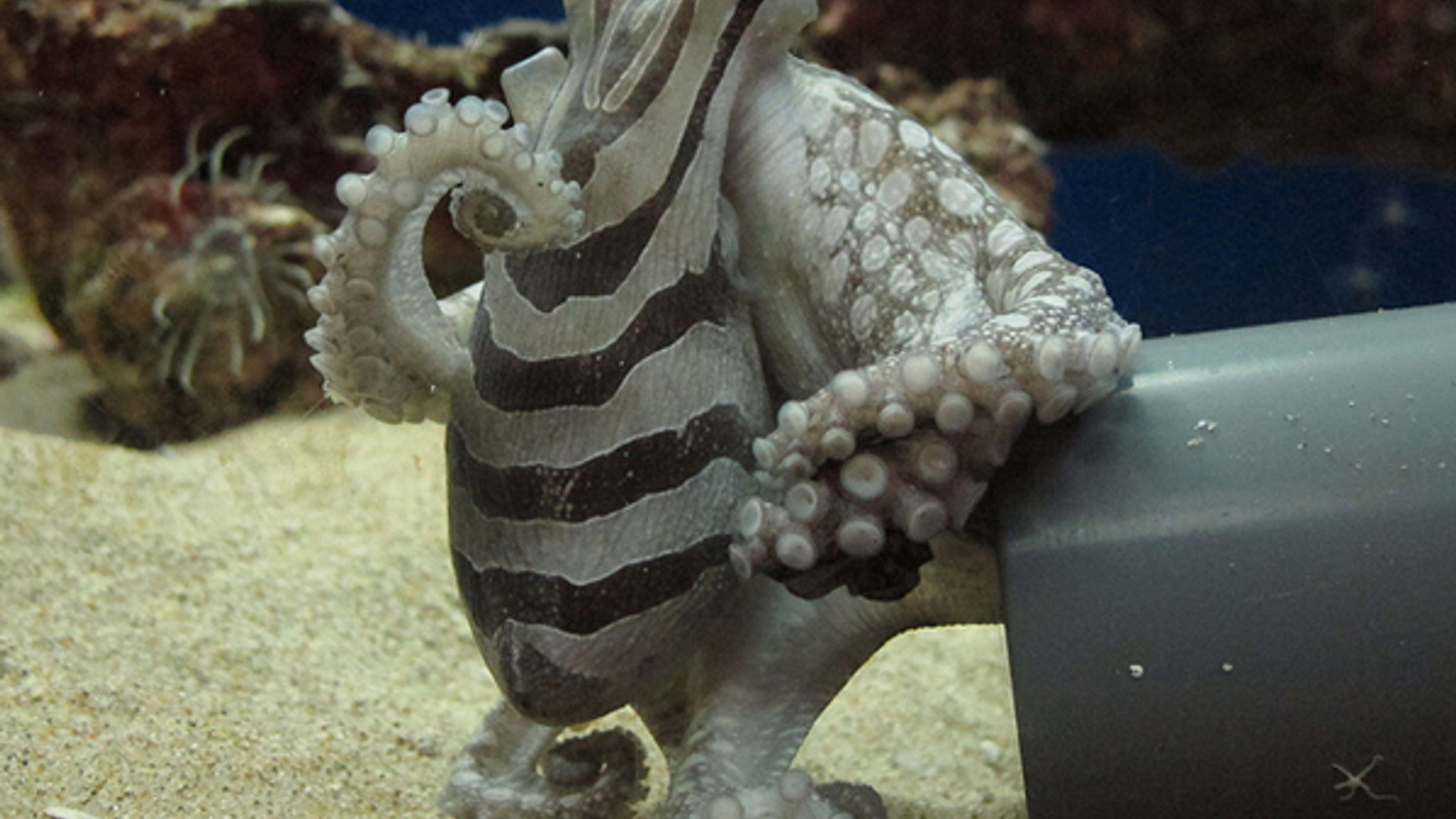 Gestreepte-octopus_Dave-Maass-Flickr.jpg