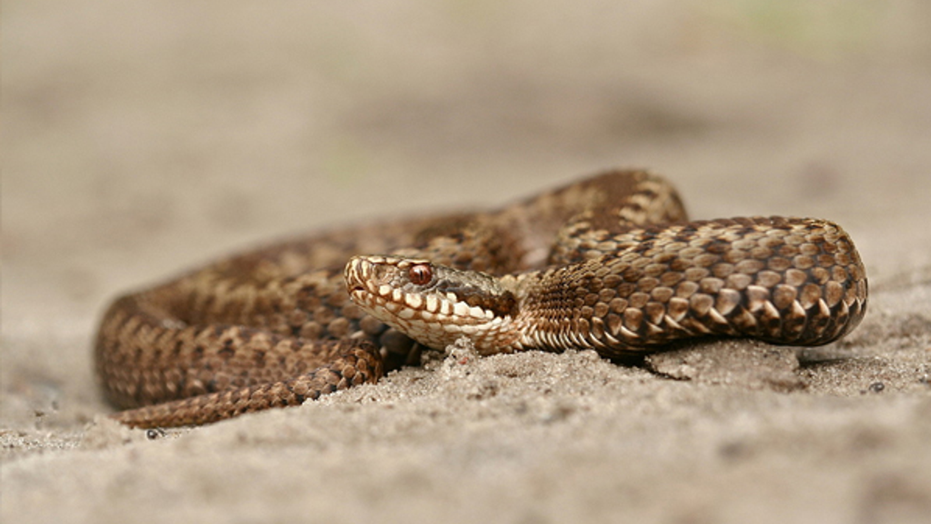adder-vrouw.jpg