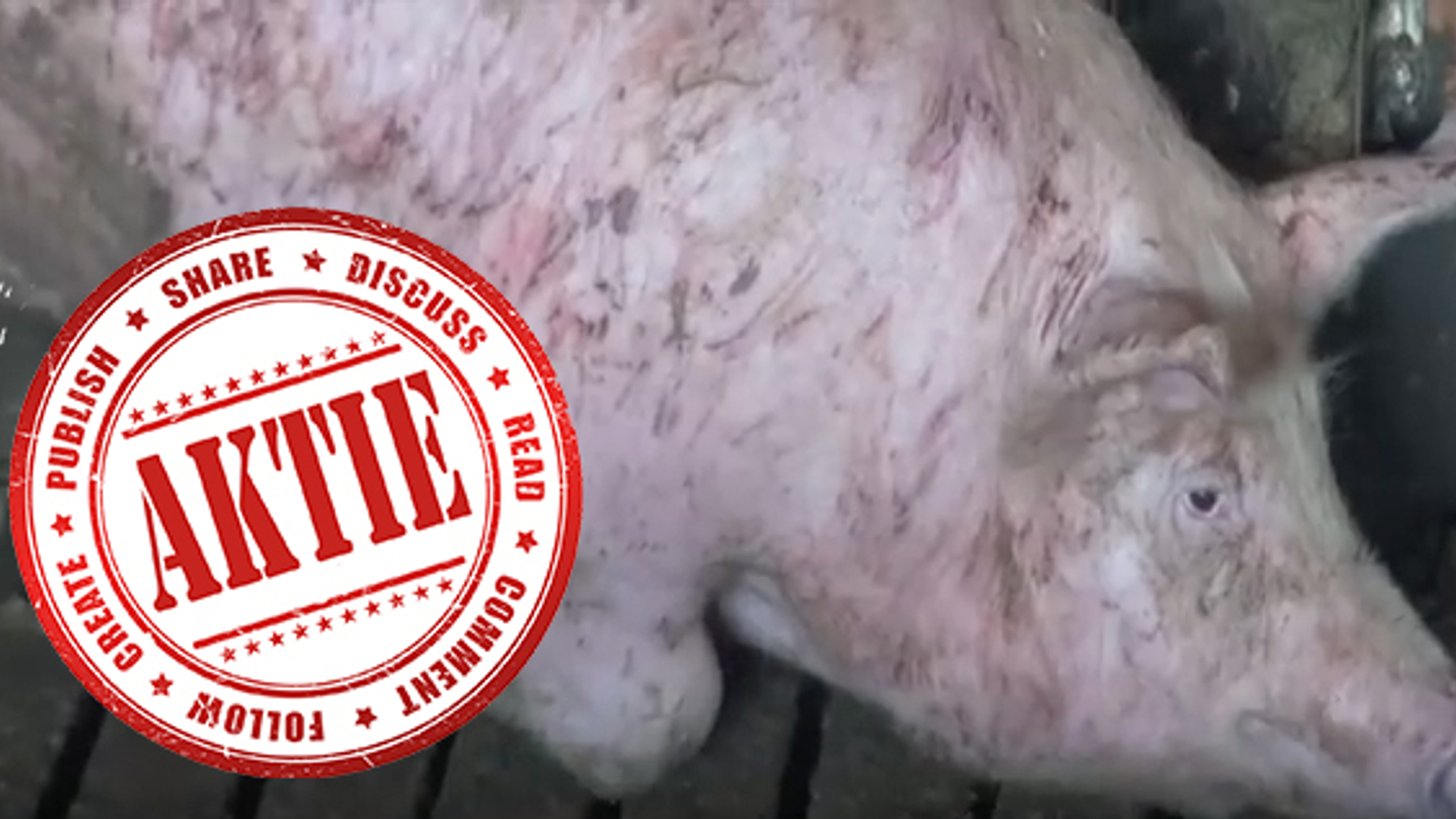 Actie varkensfabrieken