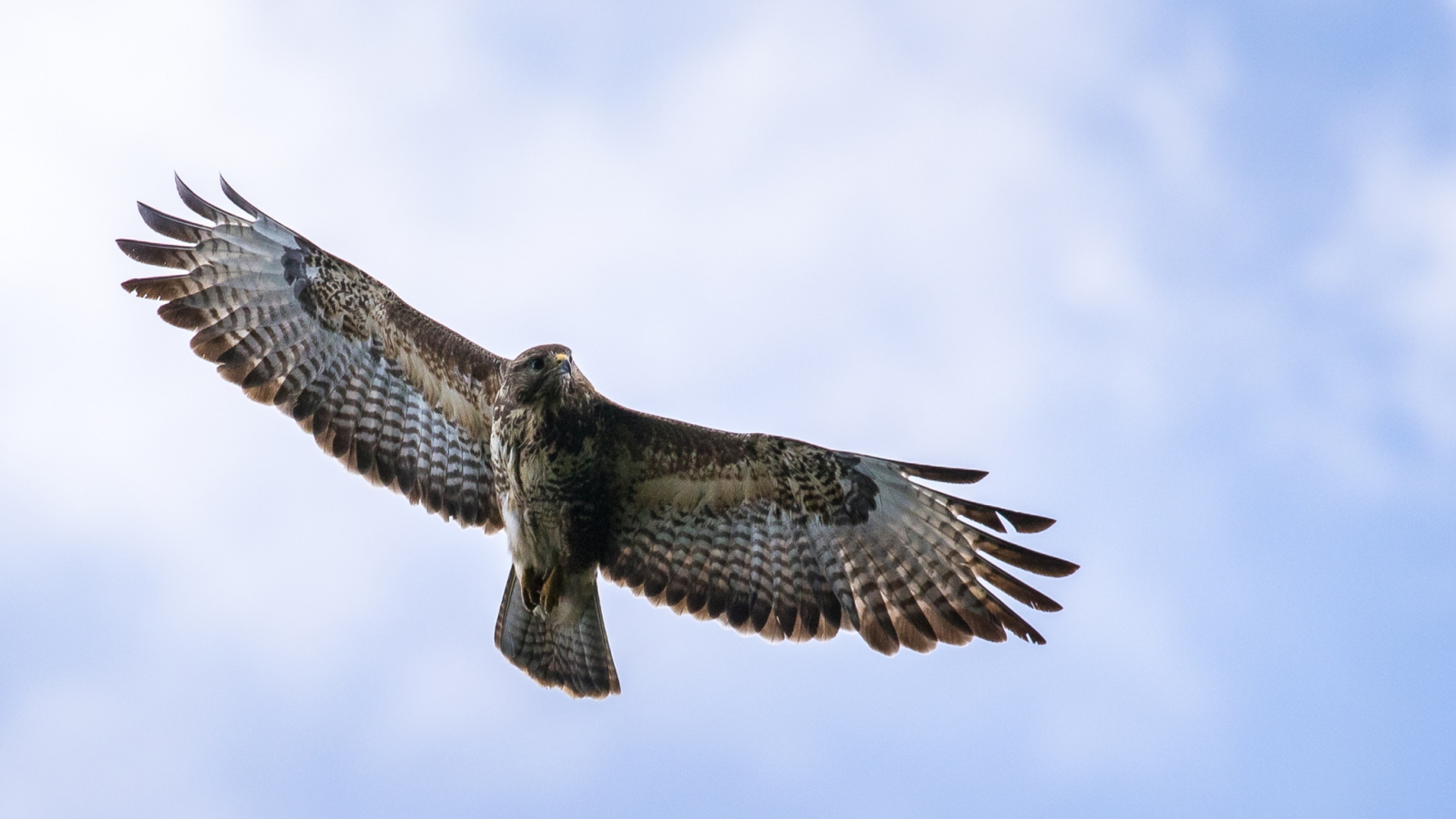 buizerd_59d14873da073_large