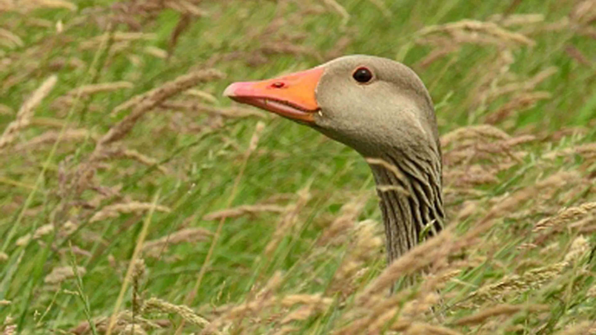 grauwe_gans_klein.jpg