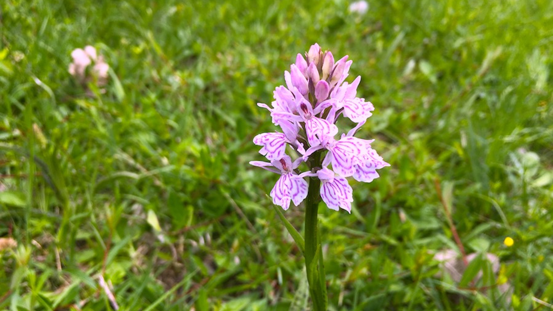 gevlekte orchis