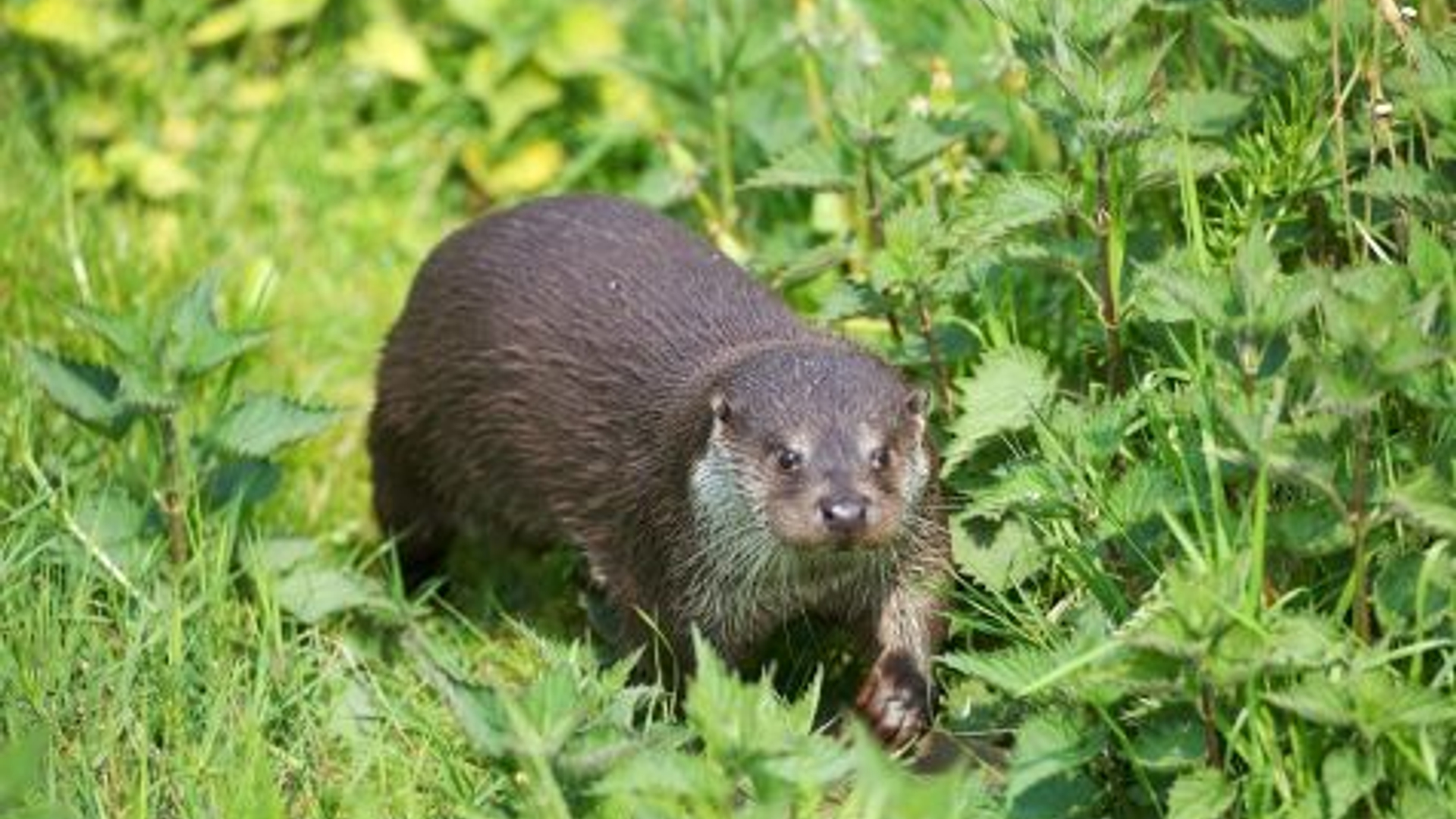 otter_Karsten_Reiniers_02.jpg
