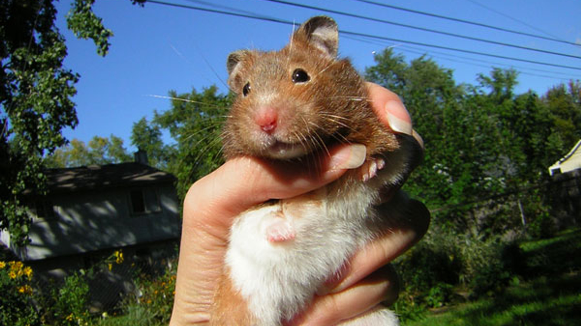 hamster_01.jpg