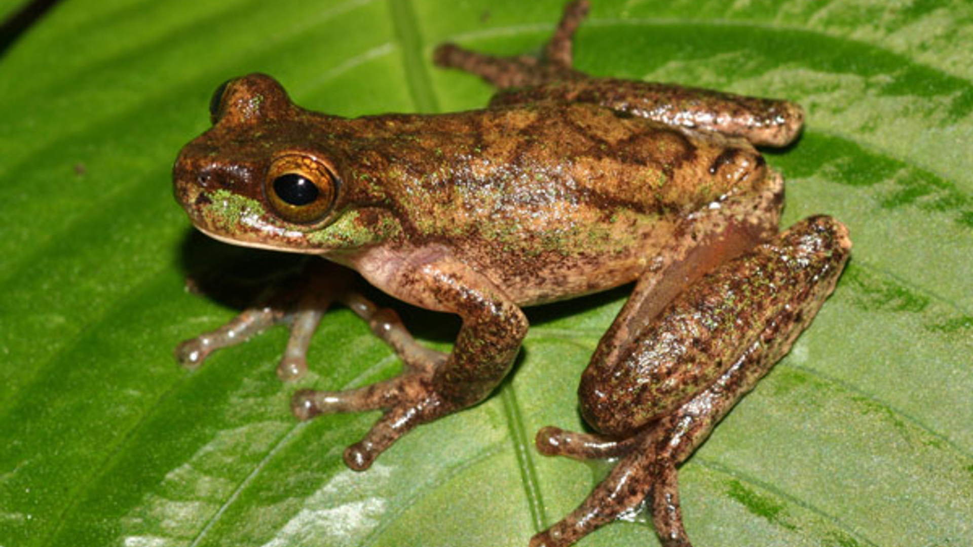 Isthmohyla_rivularis.jpg