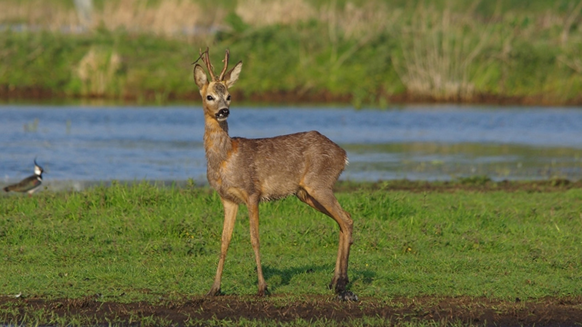 Ree in Naardermeer