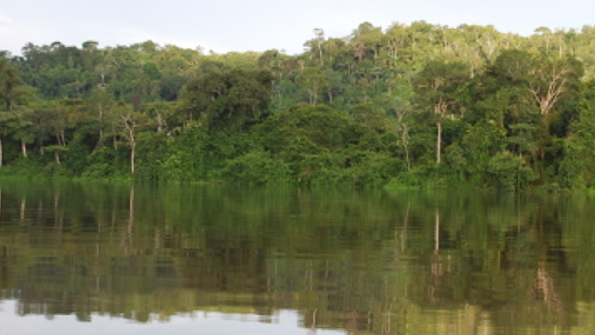 Brazilie_-_Amazone_-_Rivierbos.jpg