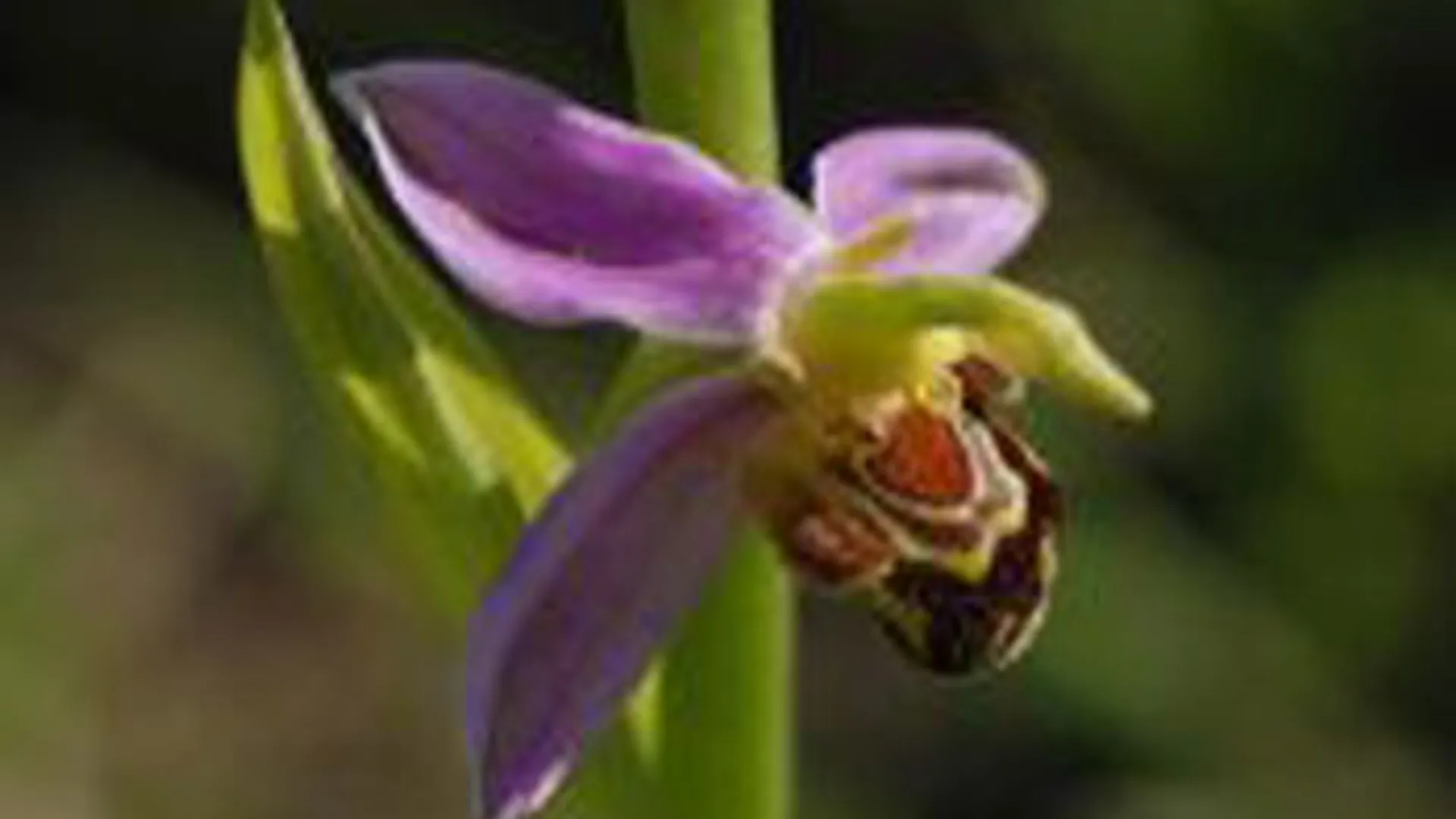bijenorchis_01.jpg