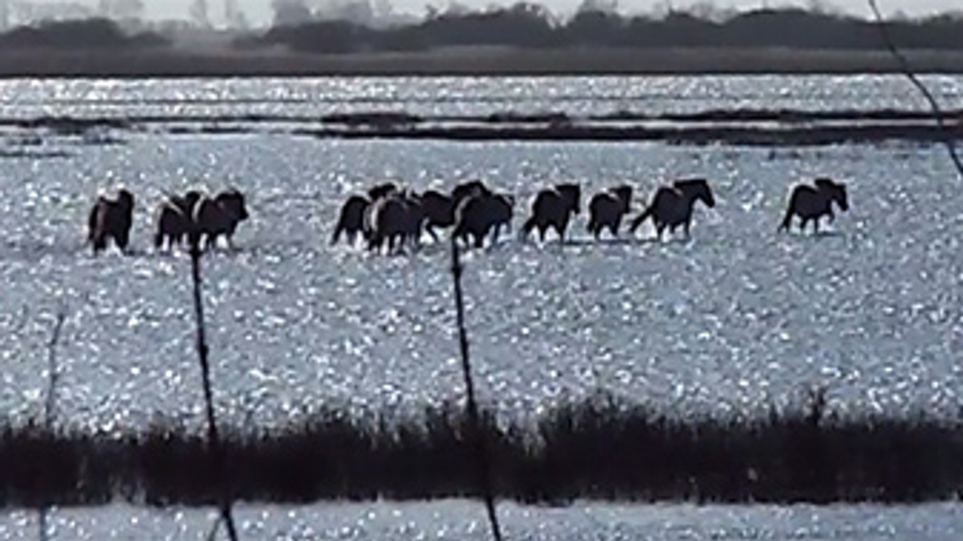 konikpaarden ZG