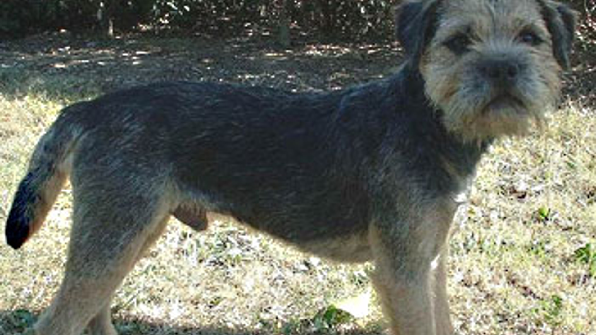 terrier.jpg