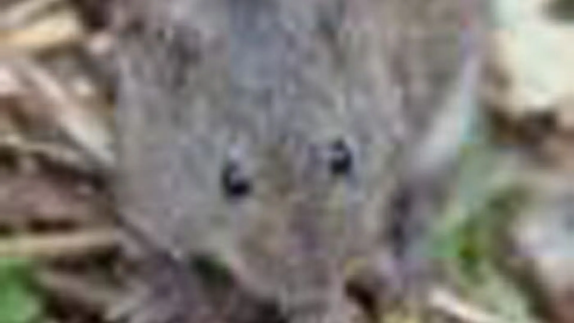 woelmuis_01.jpg