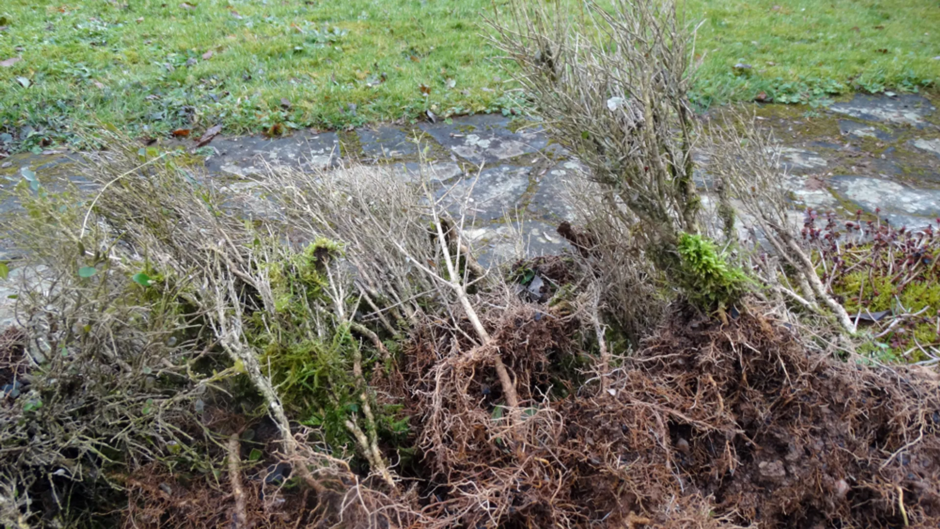 buxus_ontgrond.jpg