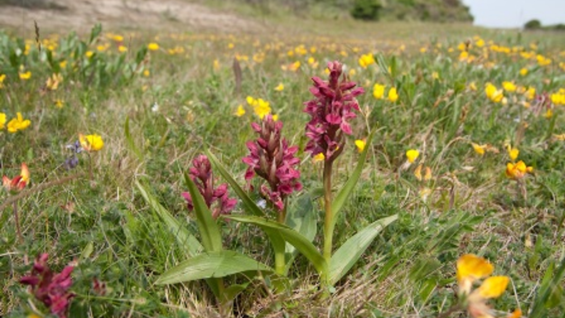 steenrode-orchis-1.jpg