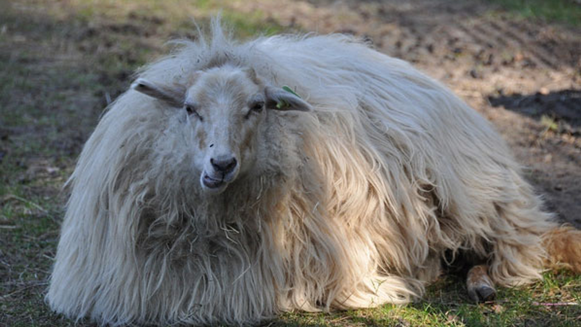 schaap-dikke-vacht_Jeanet1.jpg