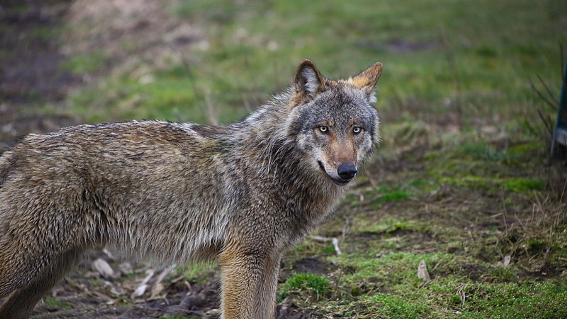 Wolf_04.jpg