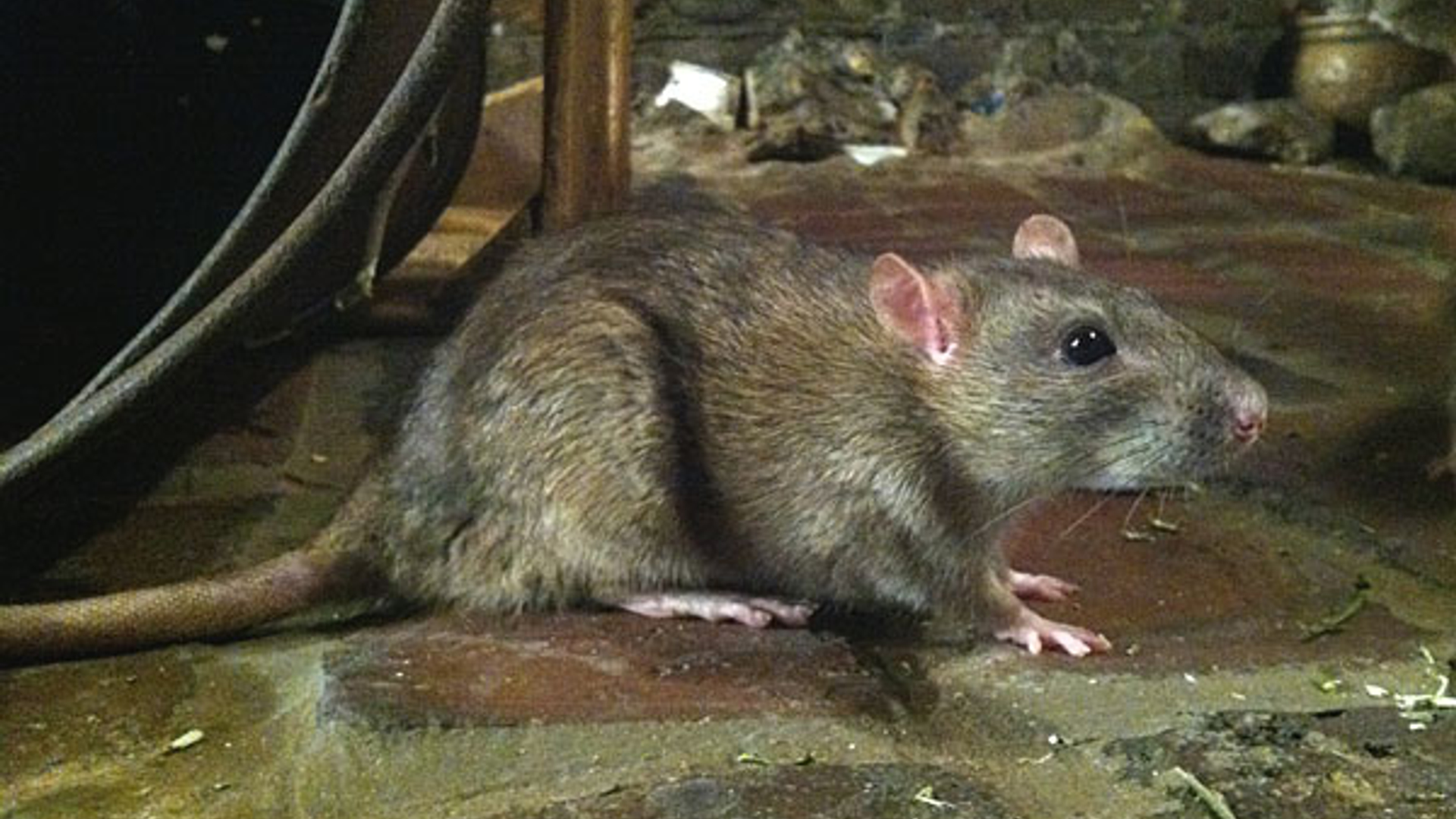 rat_01.jpg