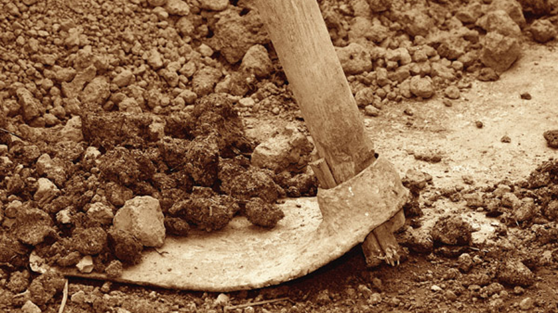 graven_boom_planten_aarde.jpg