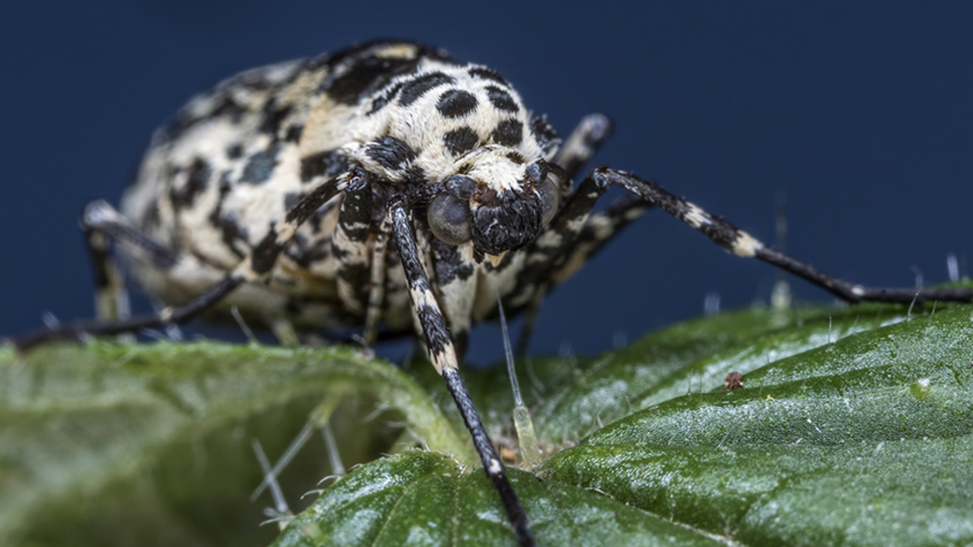 Vrouwtje witvlakvlinder