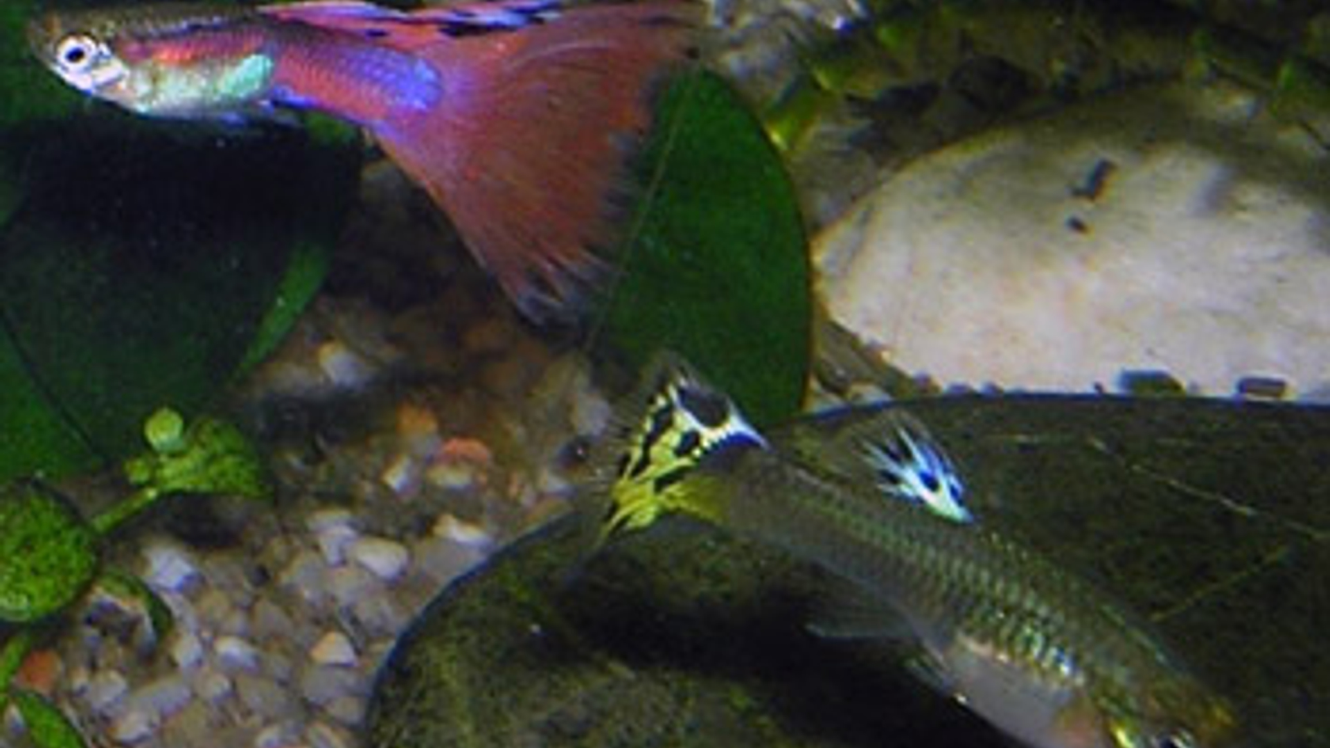 guppie.jpg