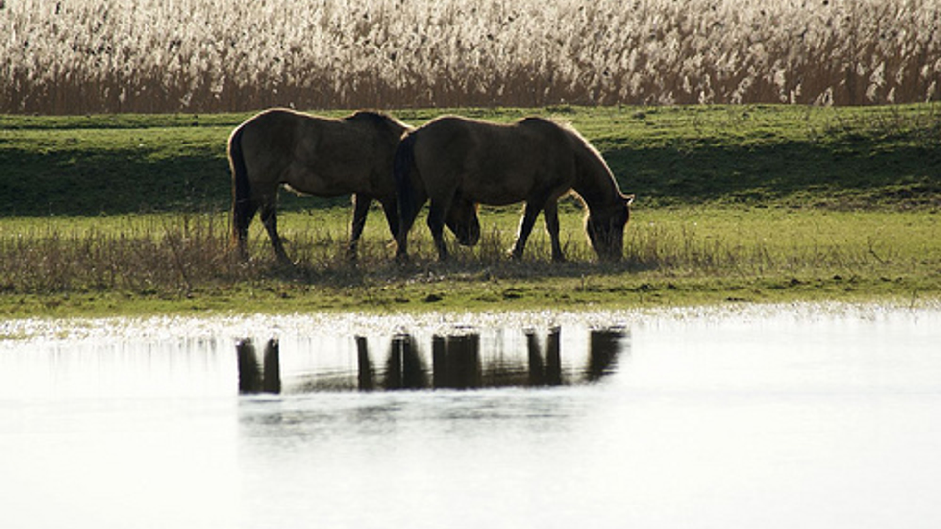 Konik_in_Oostvaarders_05.jpg