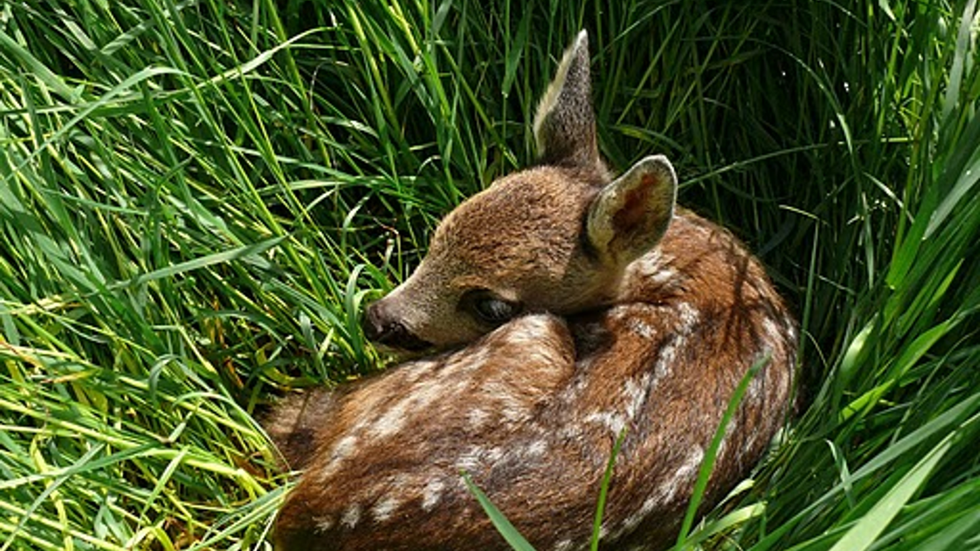Stoutenburg reekalf2011[8]