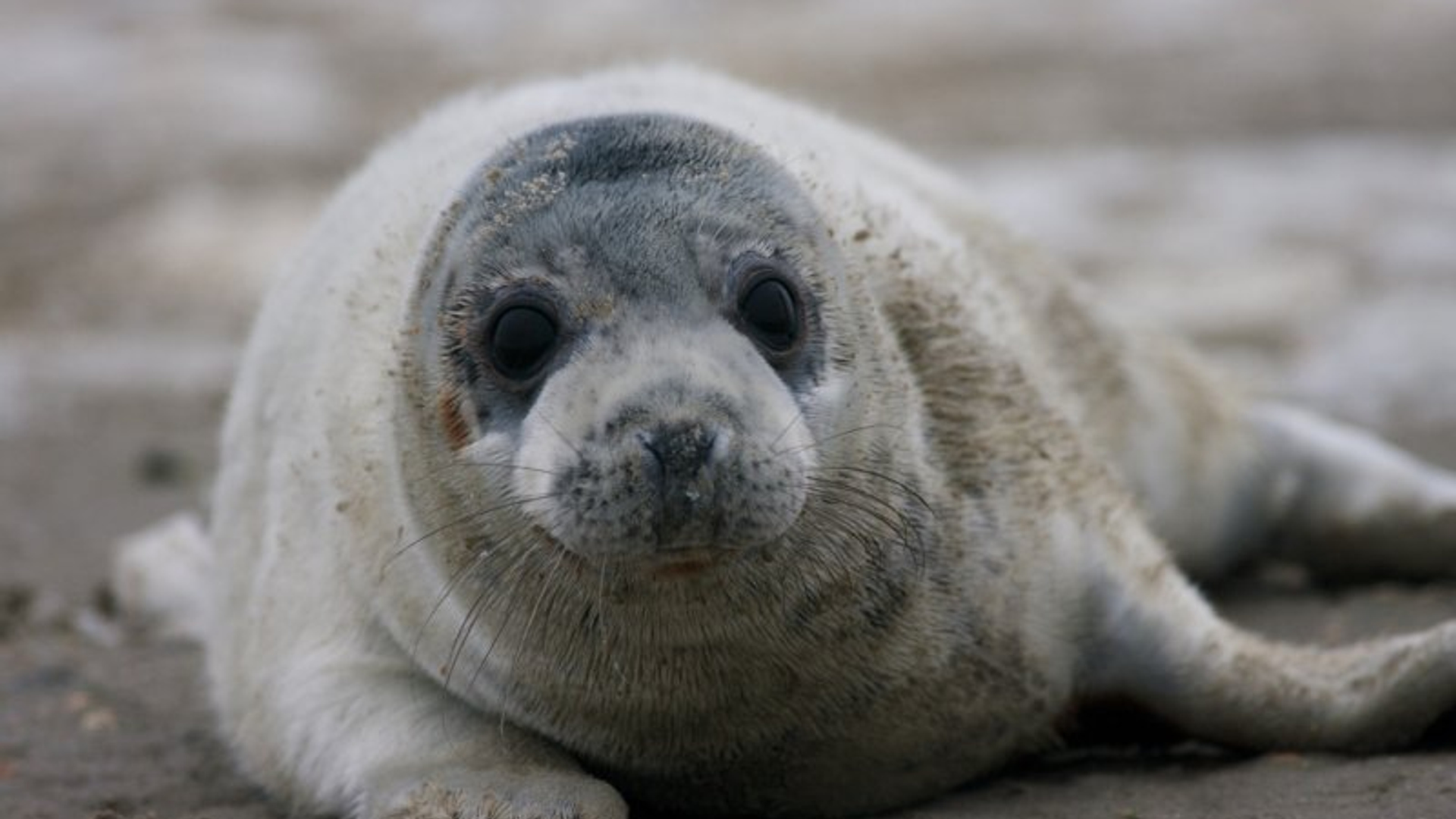 Grijze zeehond pup