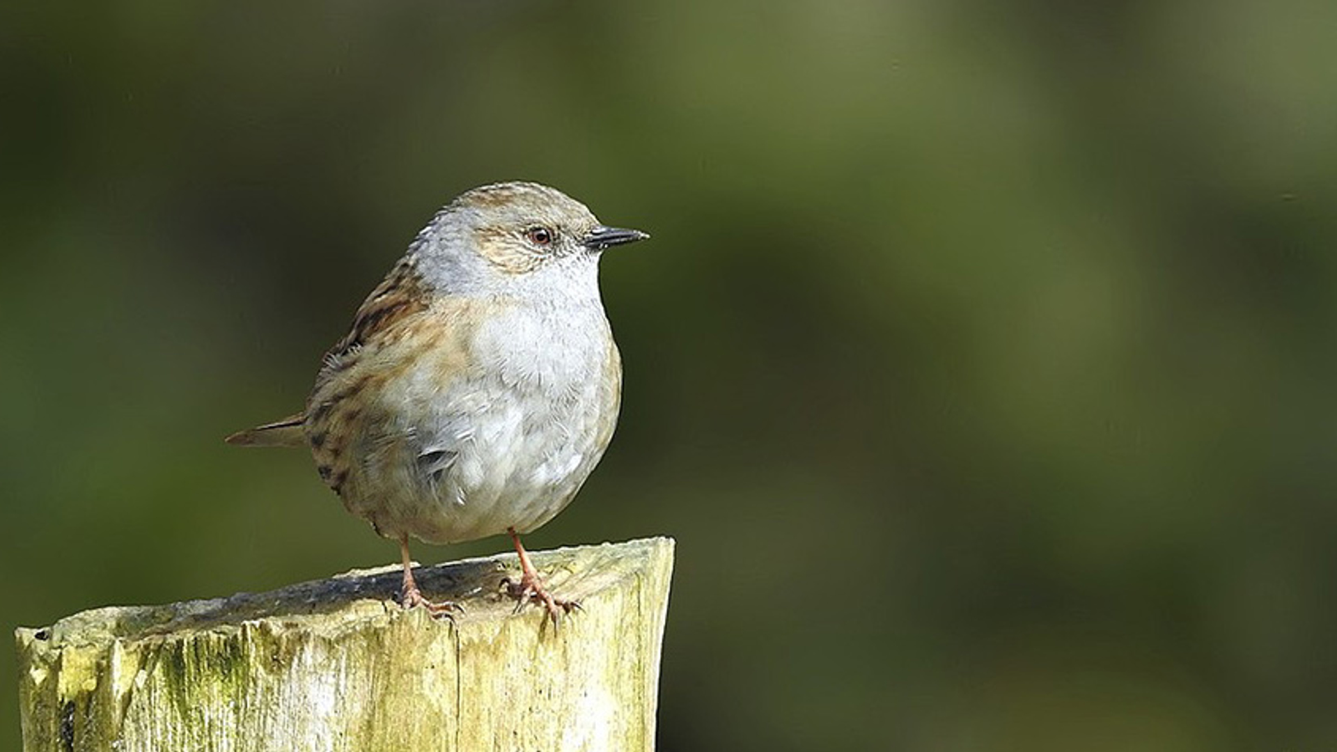 Heggenmus - vogelzang - normaal formaat