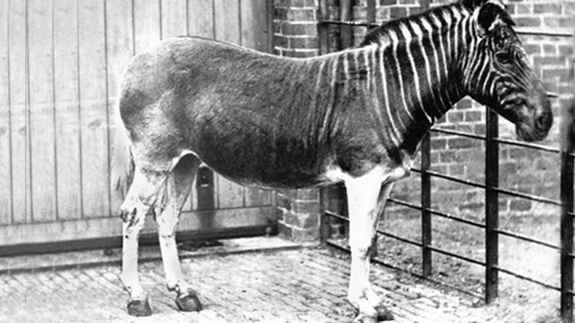 quagga