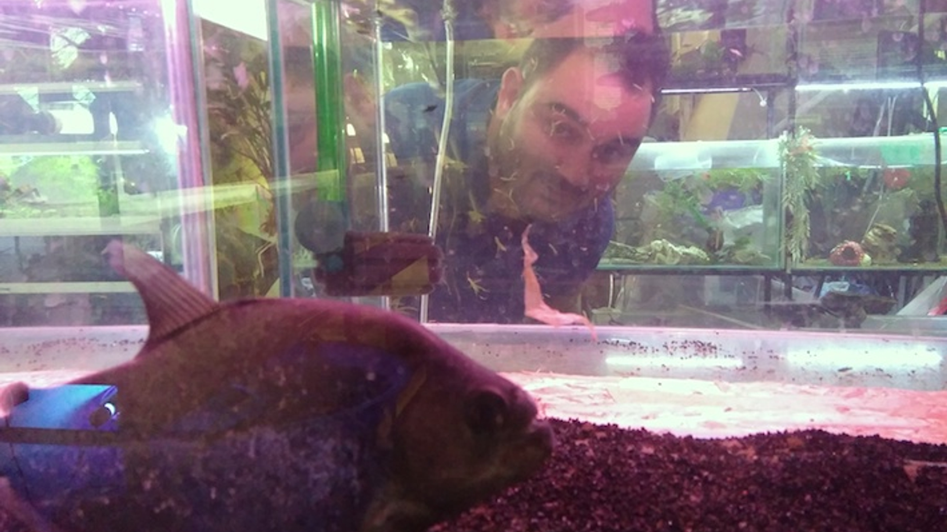 Zwarte Piranha