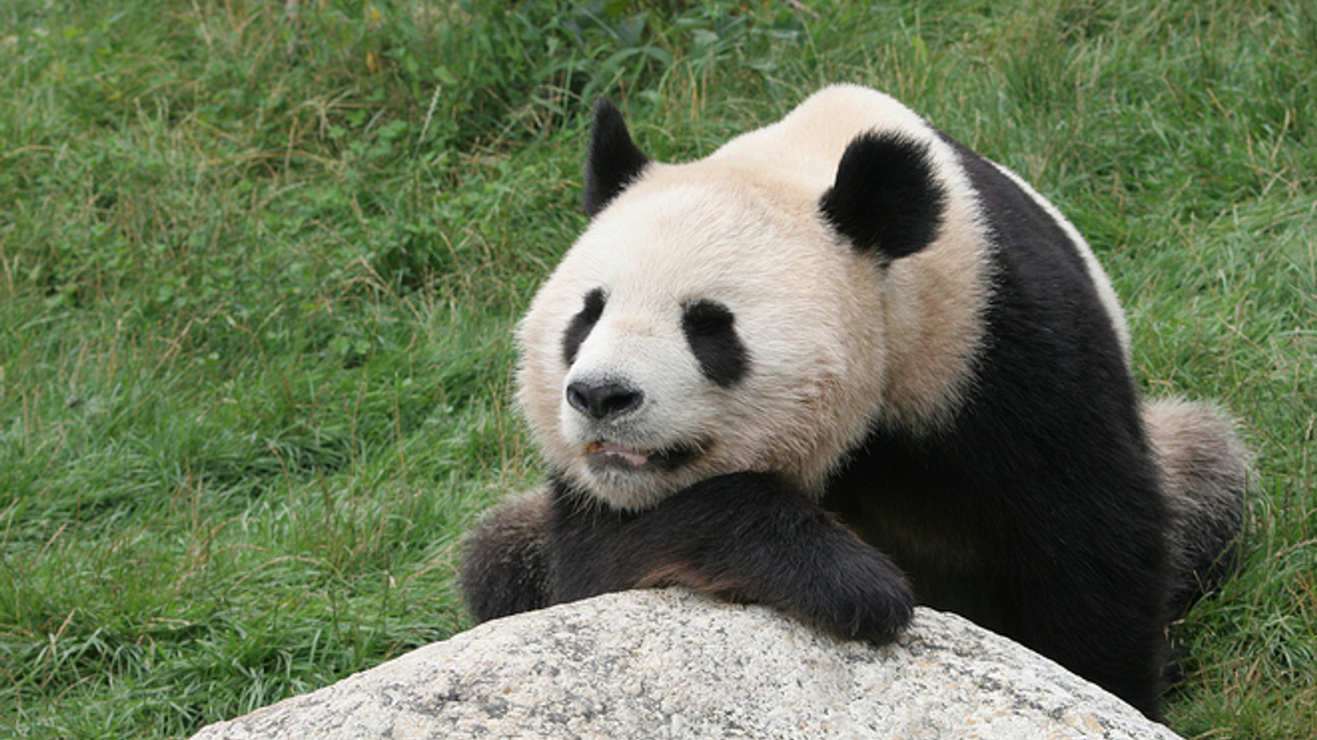 panda-1354684.jpeg