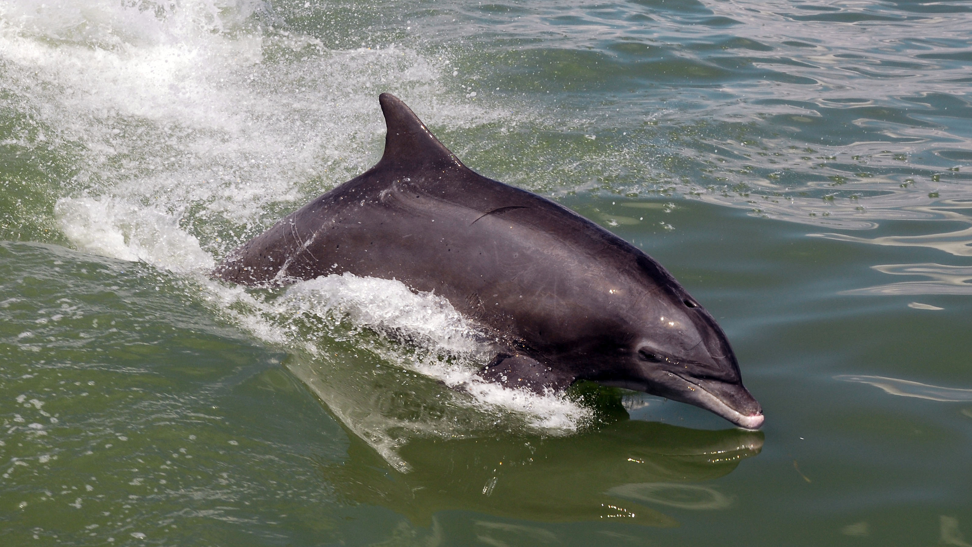 dolfijn_42.jpg