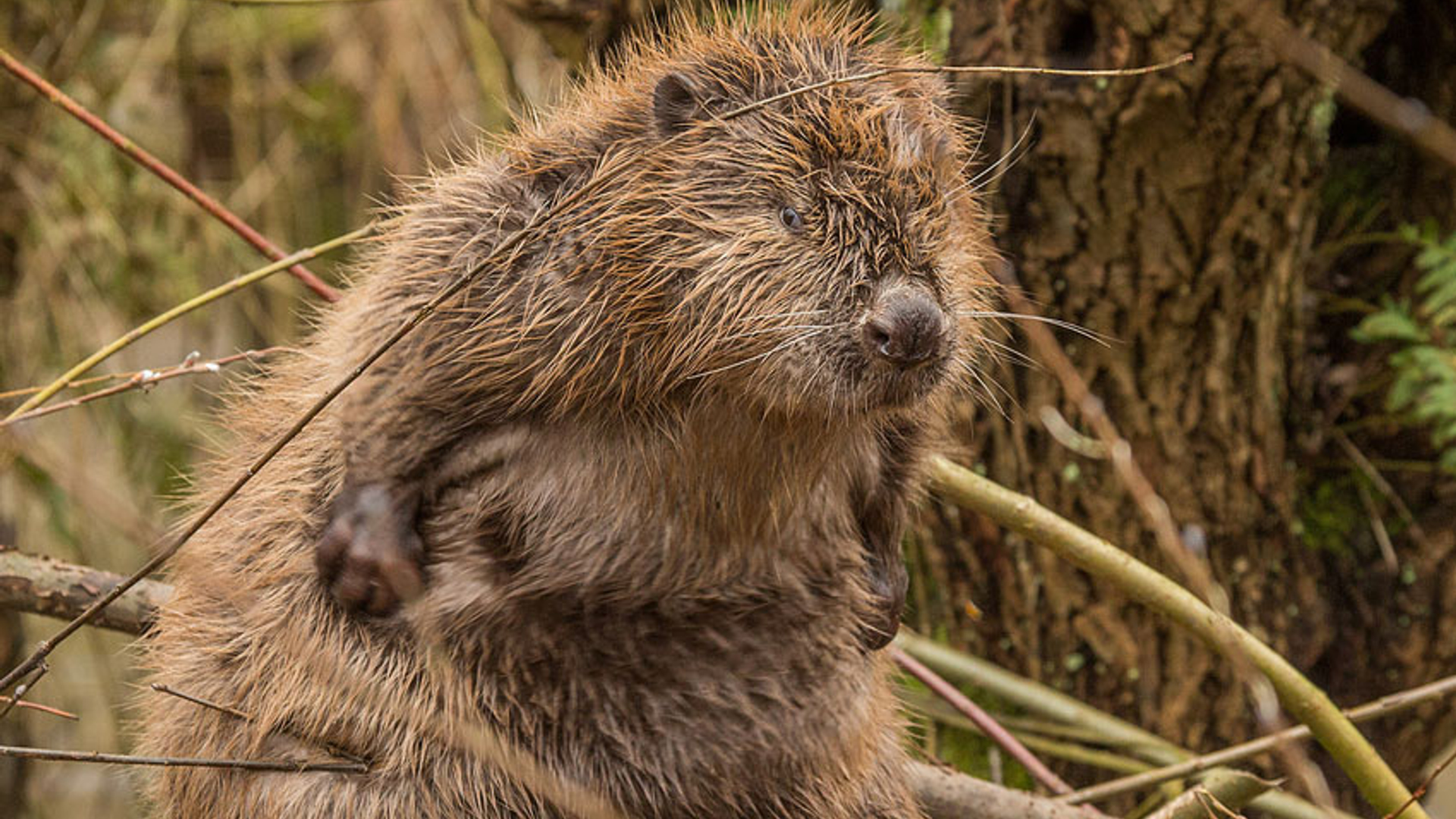 jeuk-bever