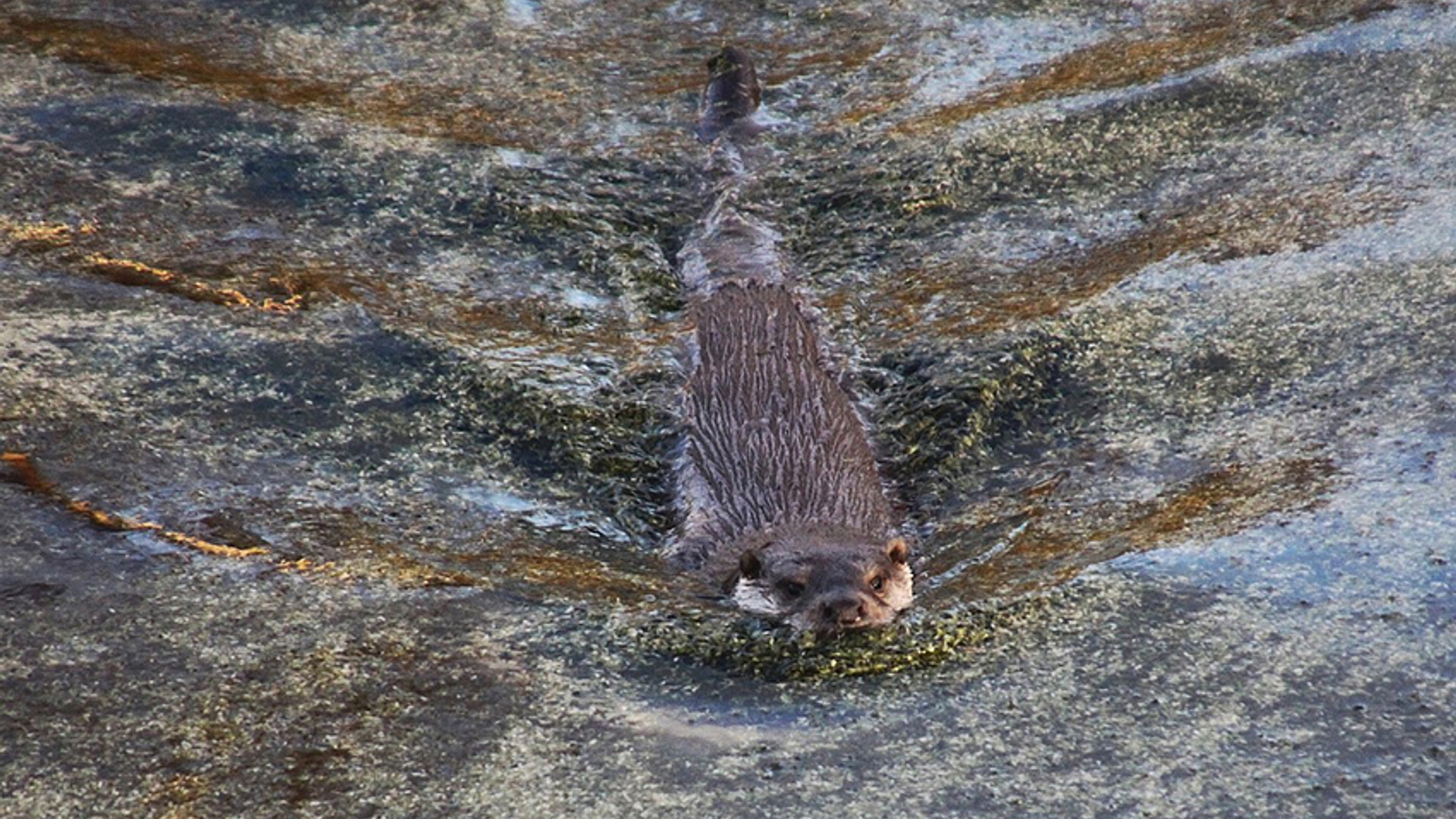 Otter zwemt