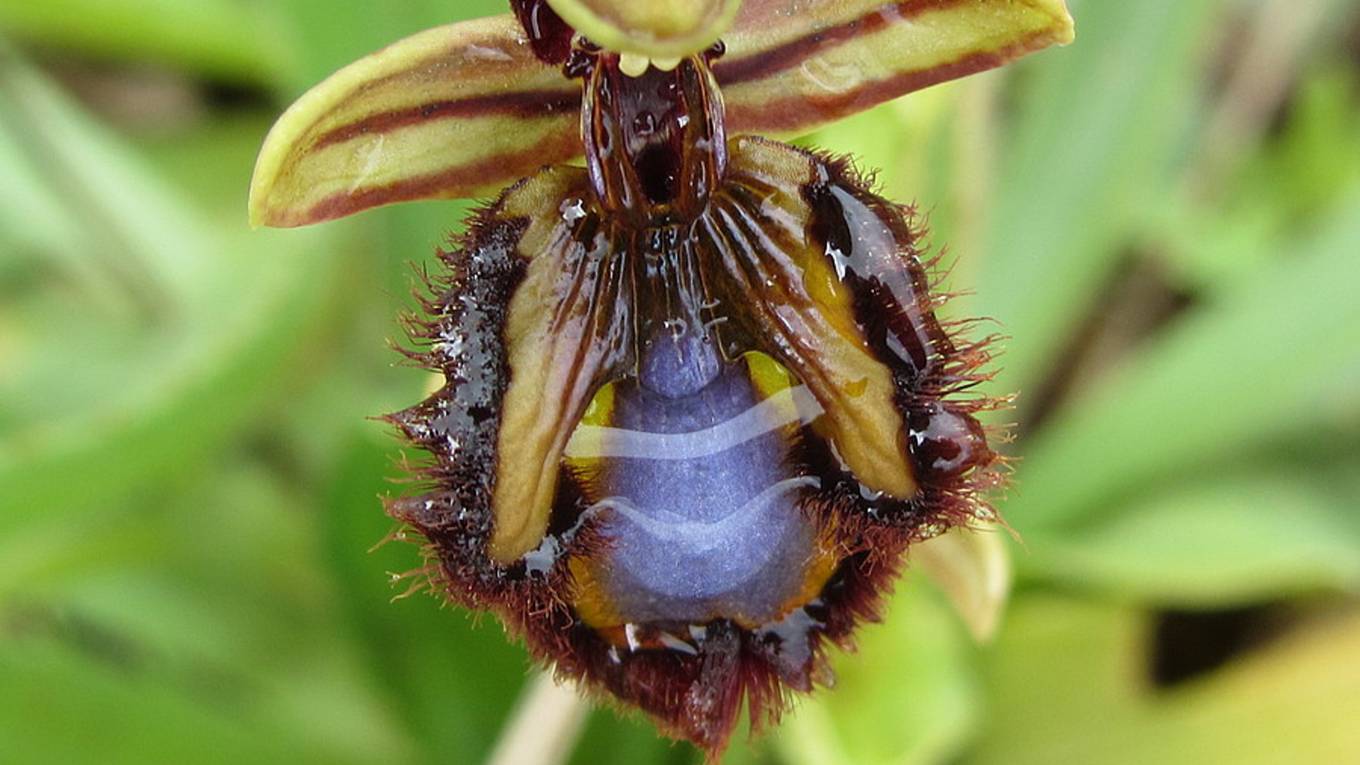 vliegenorchis_Jan_Wilde_een.jpg