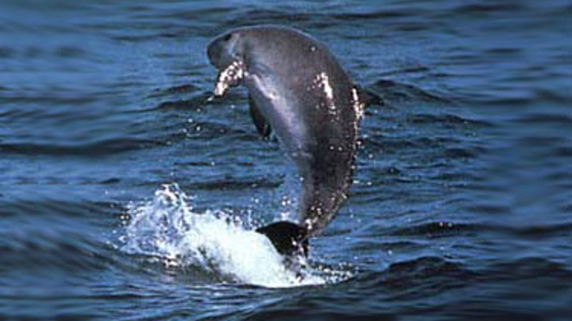 Dwarf_sperm_whale_(NOAA_Pitman)