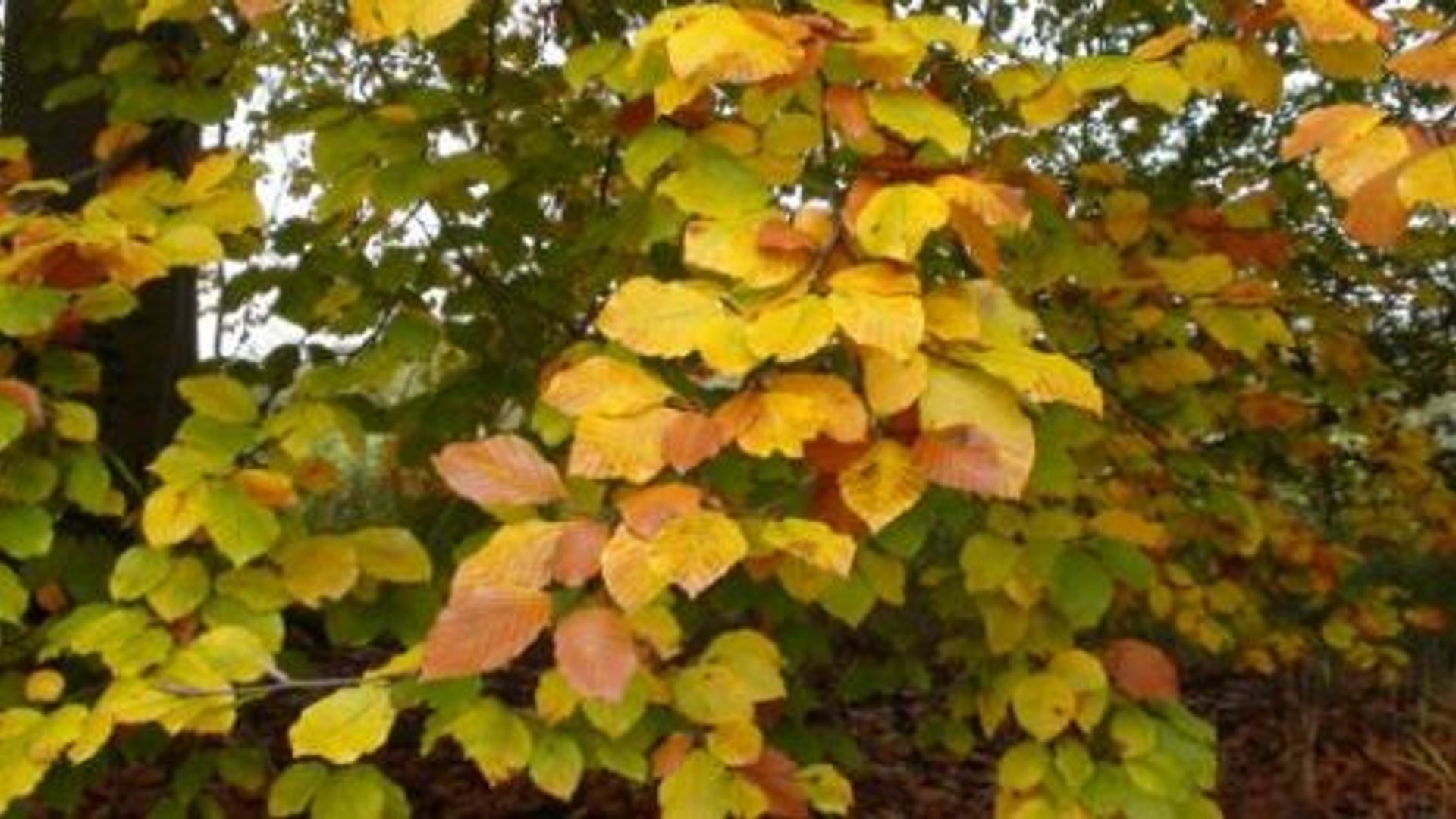 herfstbladeren.jpg