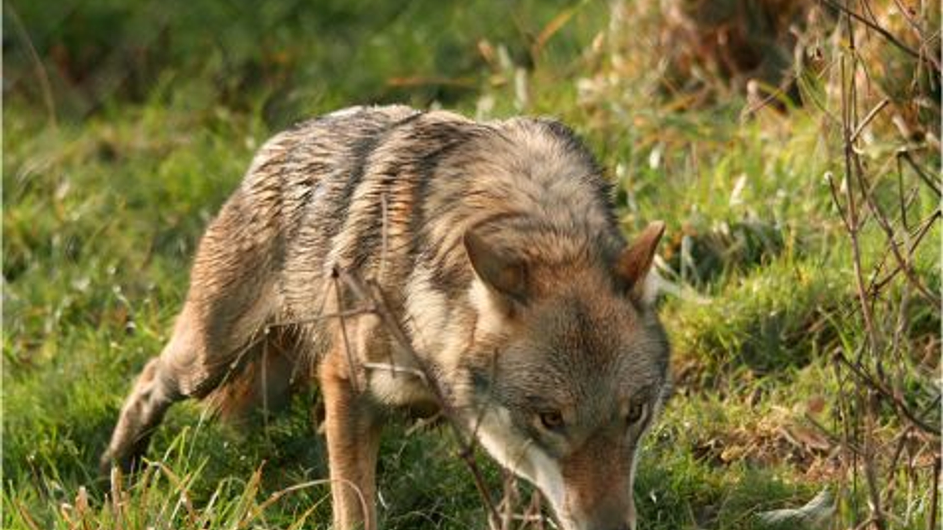 wolf_centre.jpg