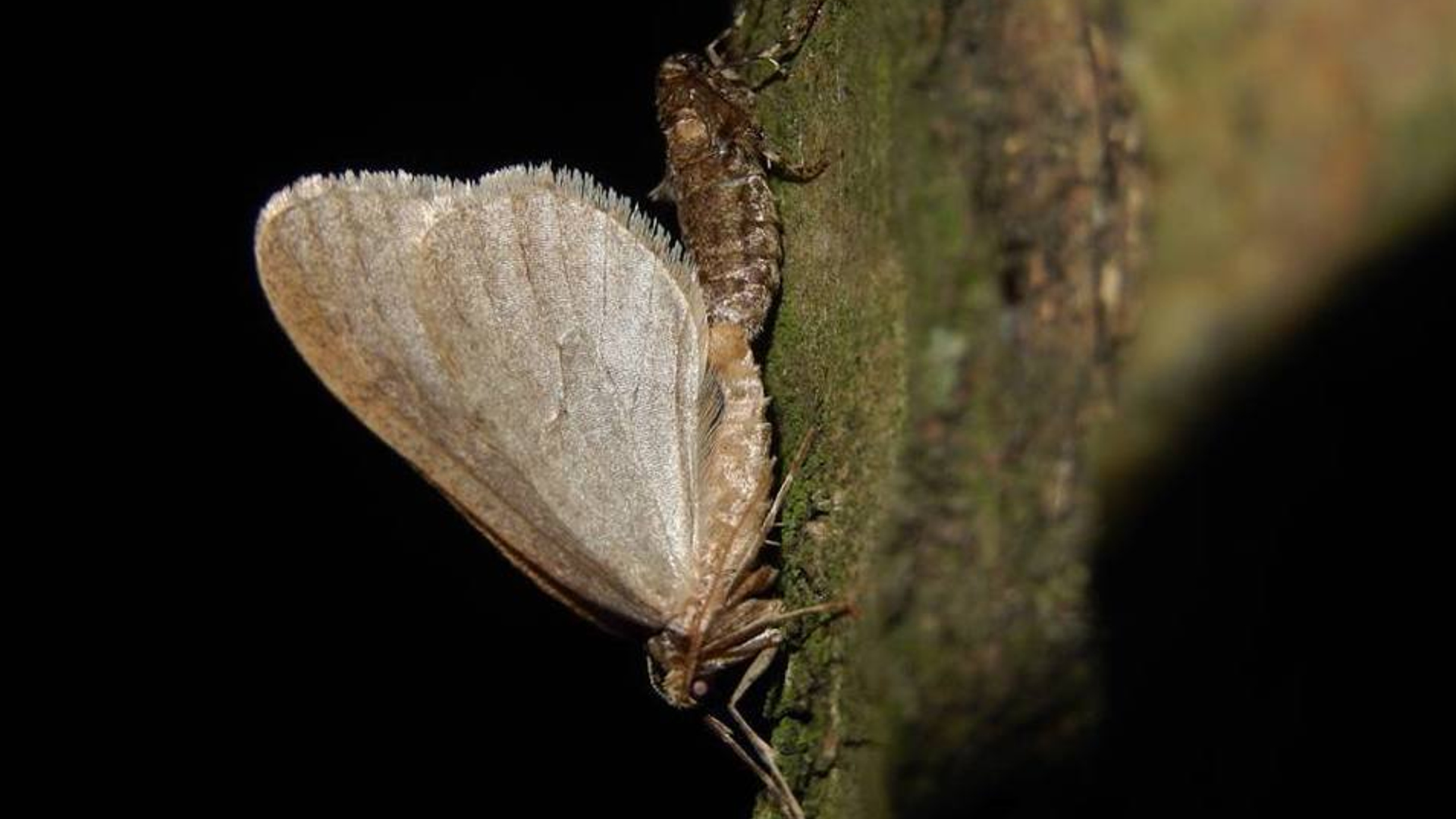 paring wintervlinder