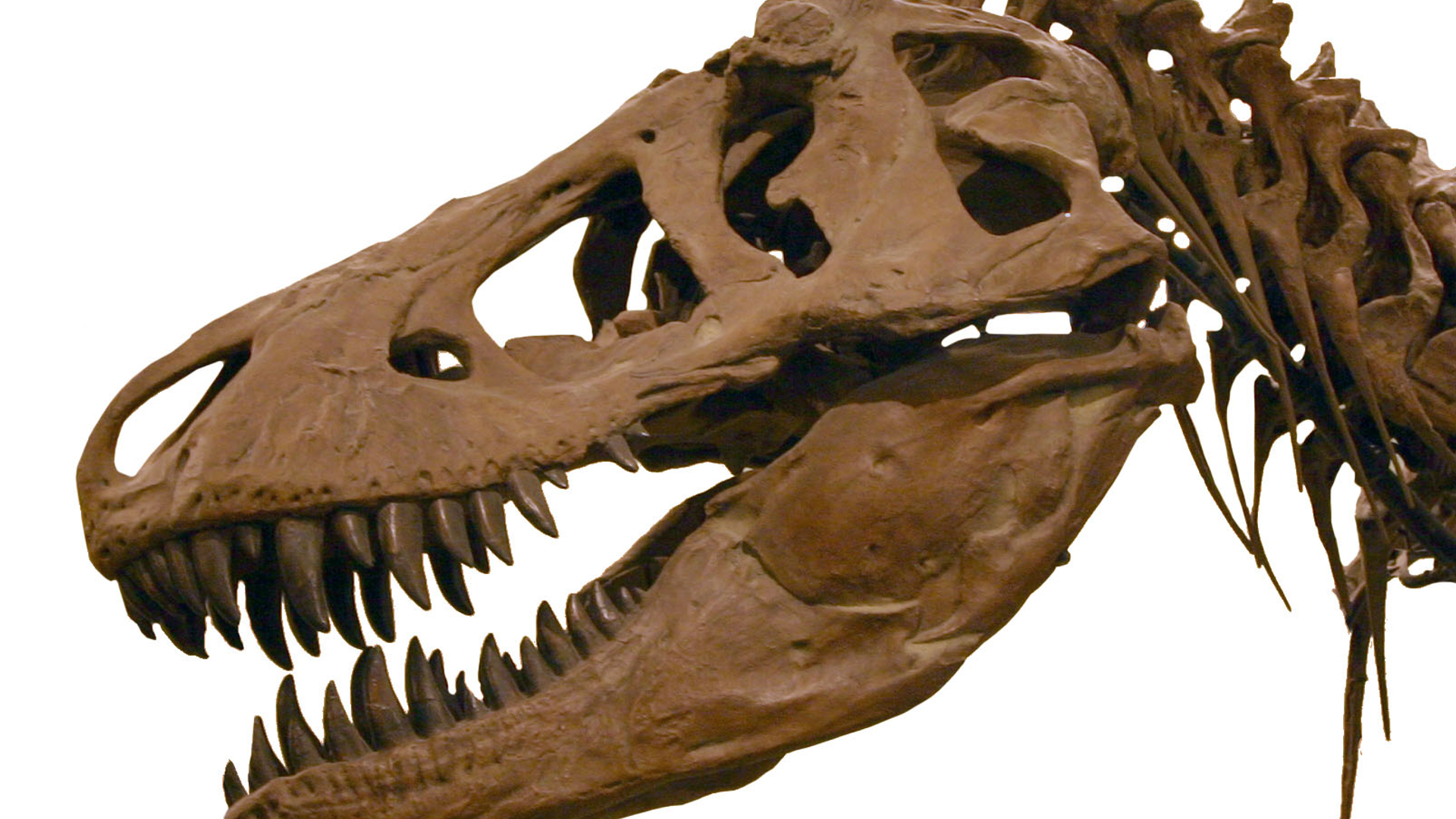 t_rex.jpg