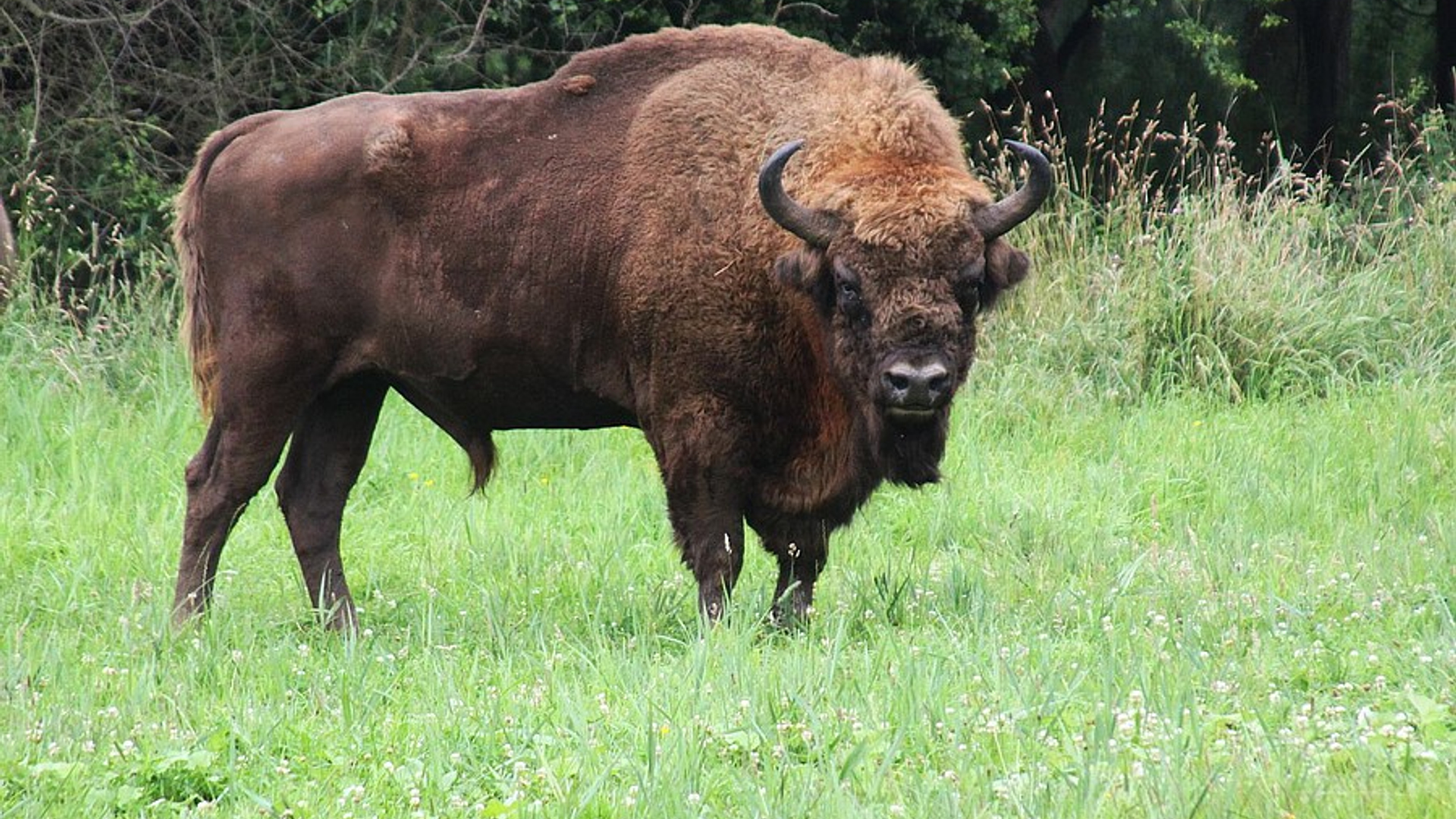 wisent_jokenijenhuis_01.jpg