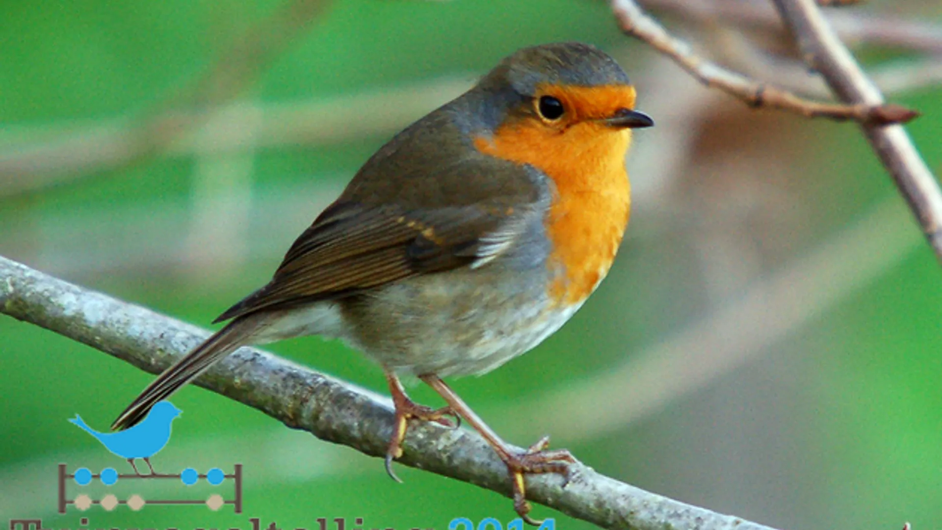 roodborst_14.jpg