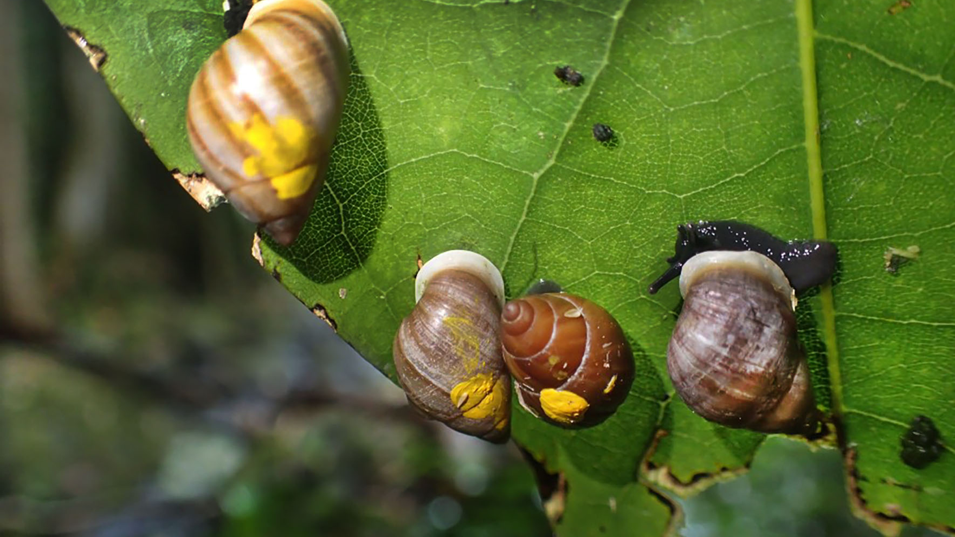 Partula nodosa. Foto Trevor Coote