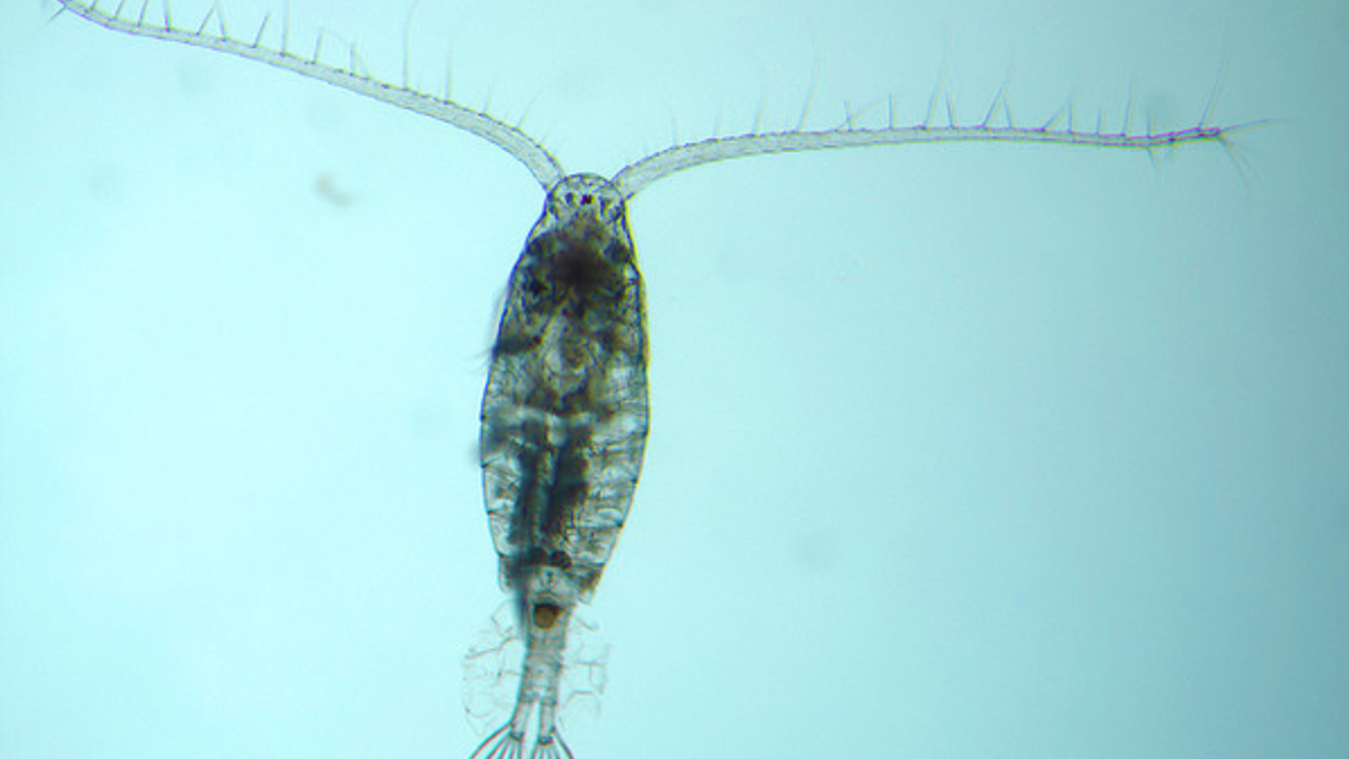 copepod_-NOAA-Great-Lakes-Environmental-Research-Laboratory-Flickr.jpg