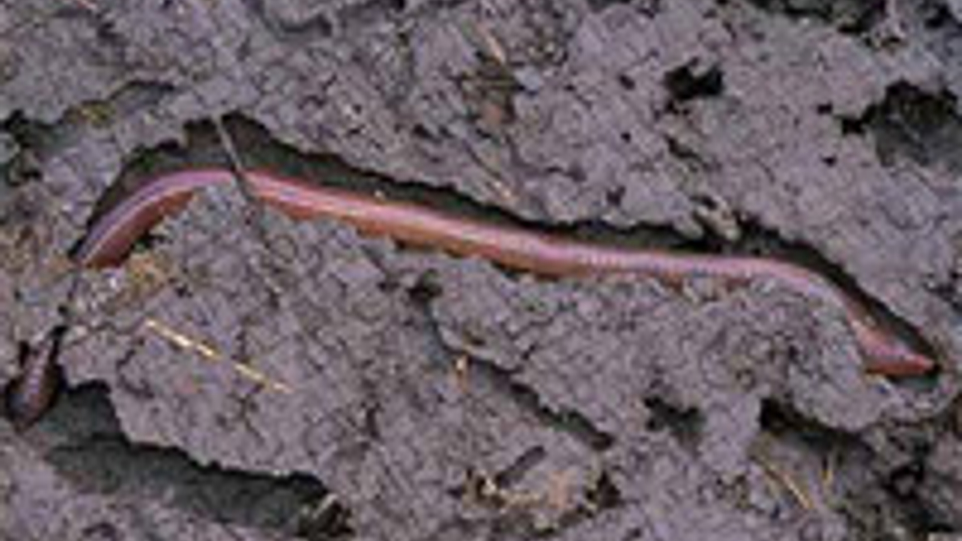 worm.jpg